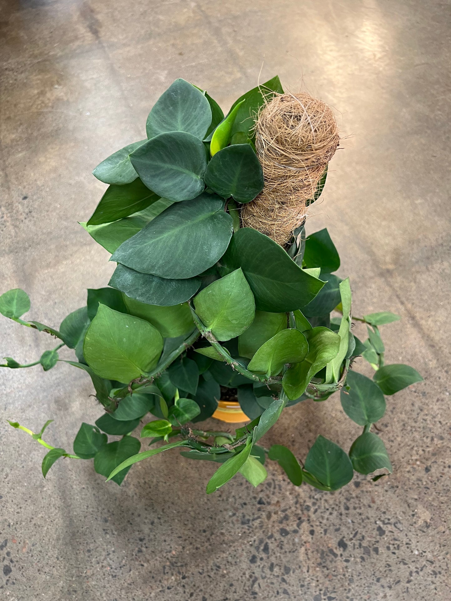 Rhaphidophora Korthalsii Totem