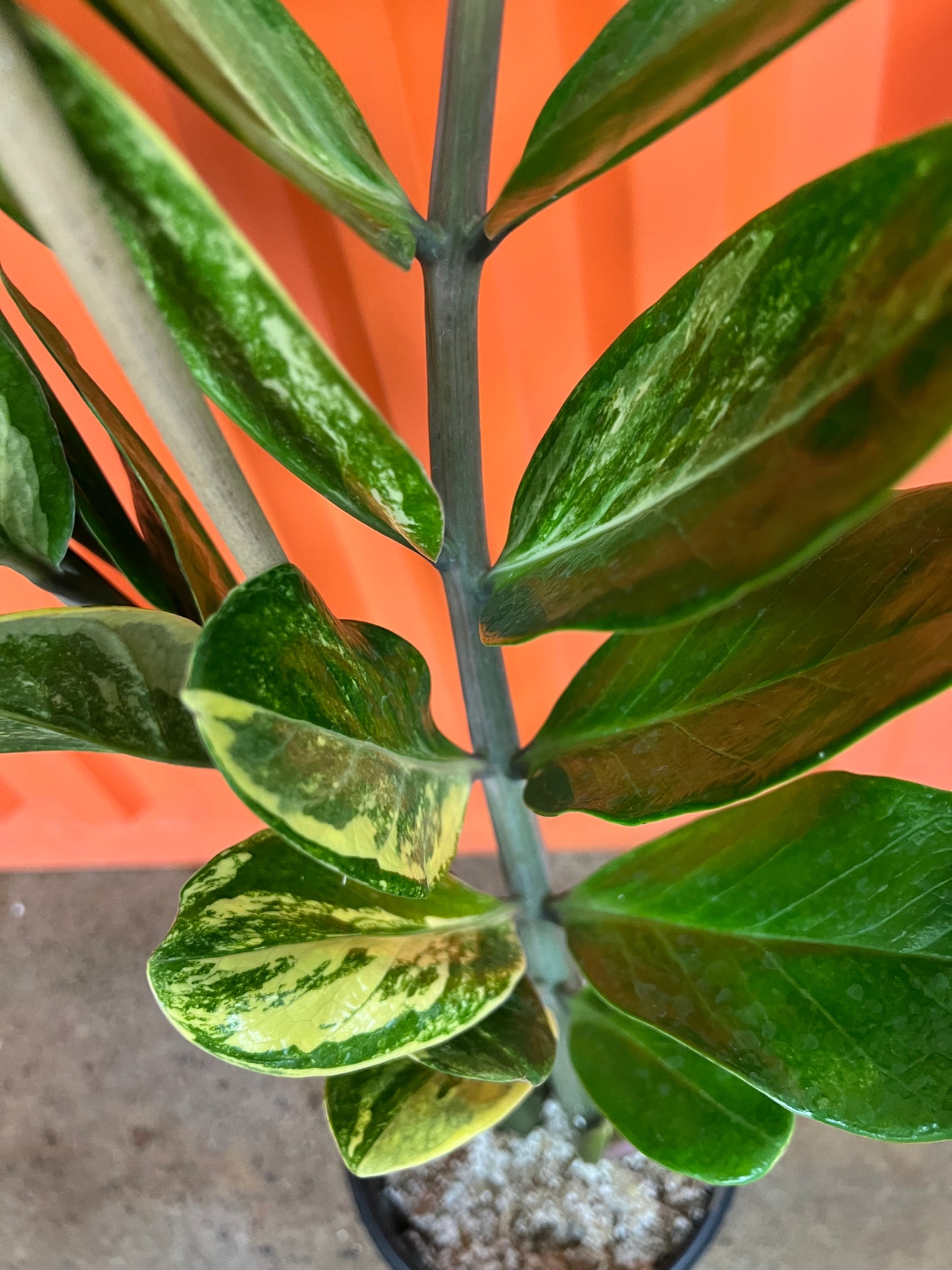 Zamioculcas Zamifolia Variegata #1
