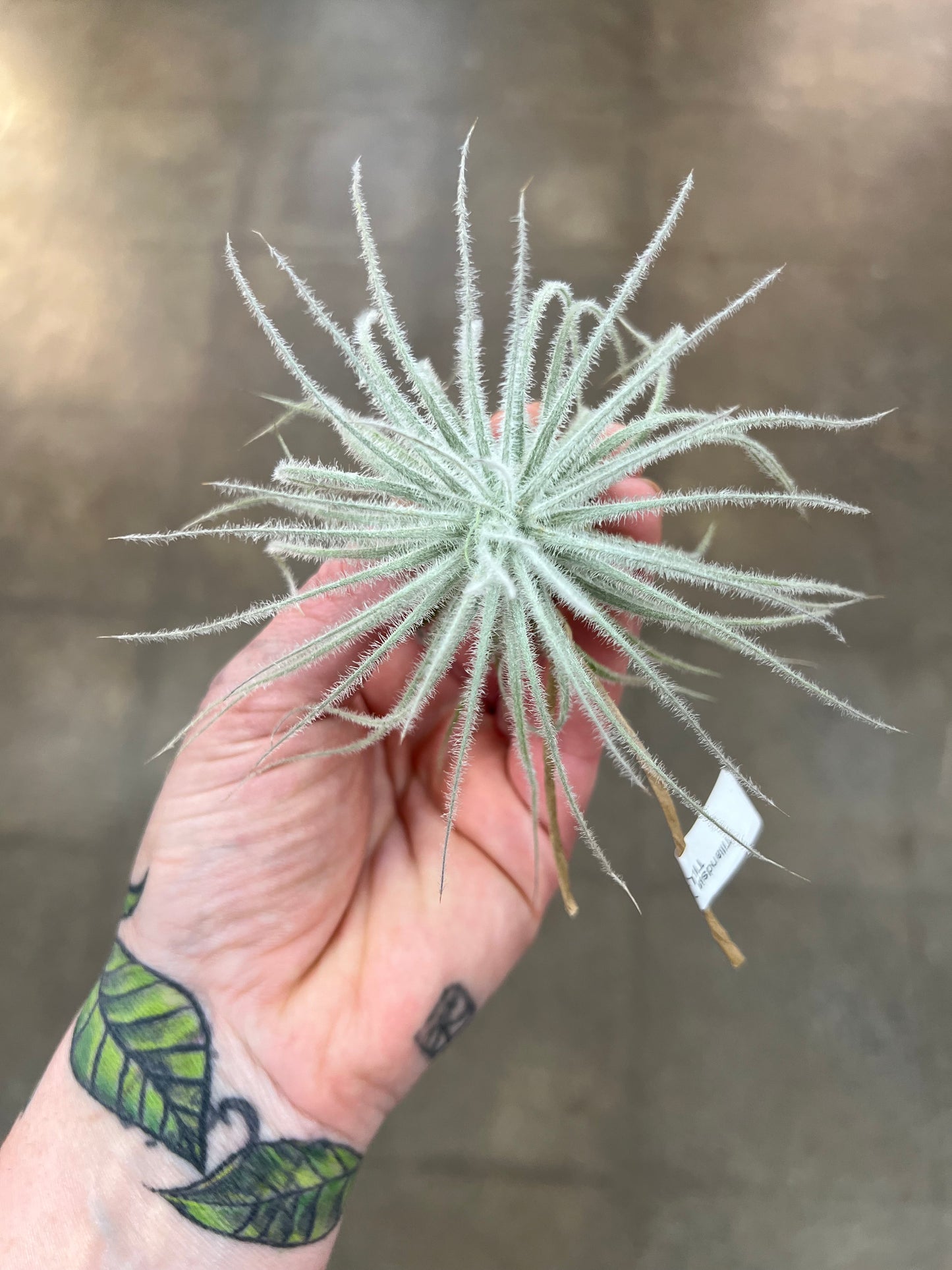 Tillandsia Tectorum