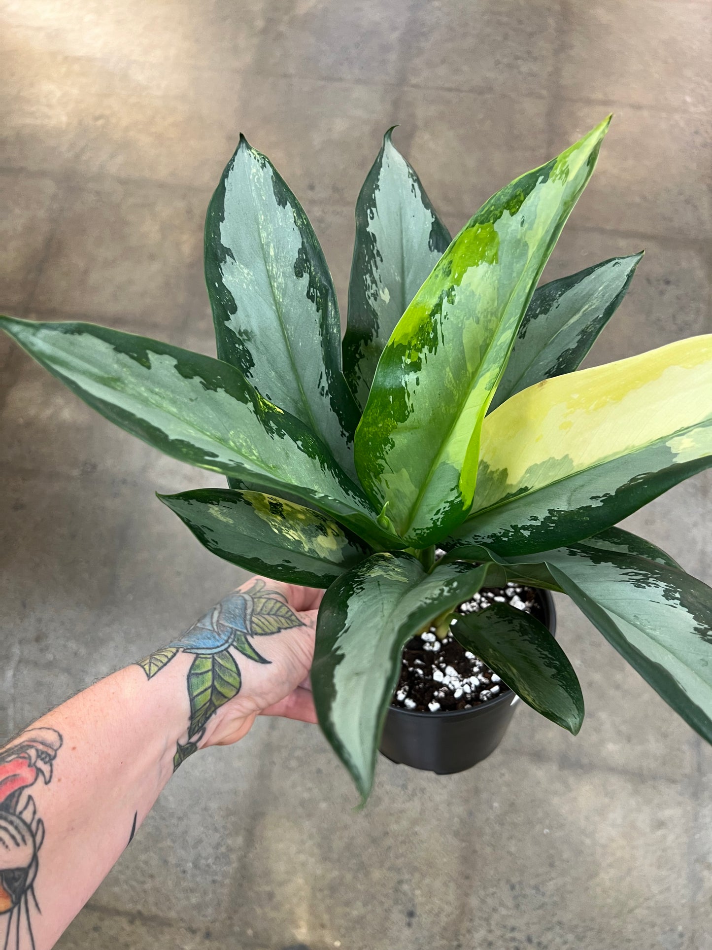 Aglaonema Suvarnabhumi Variegated