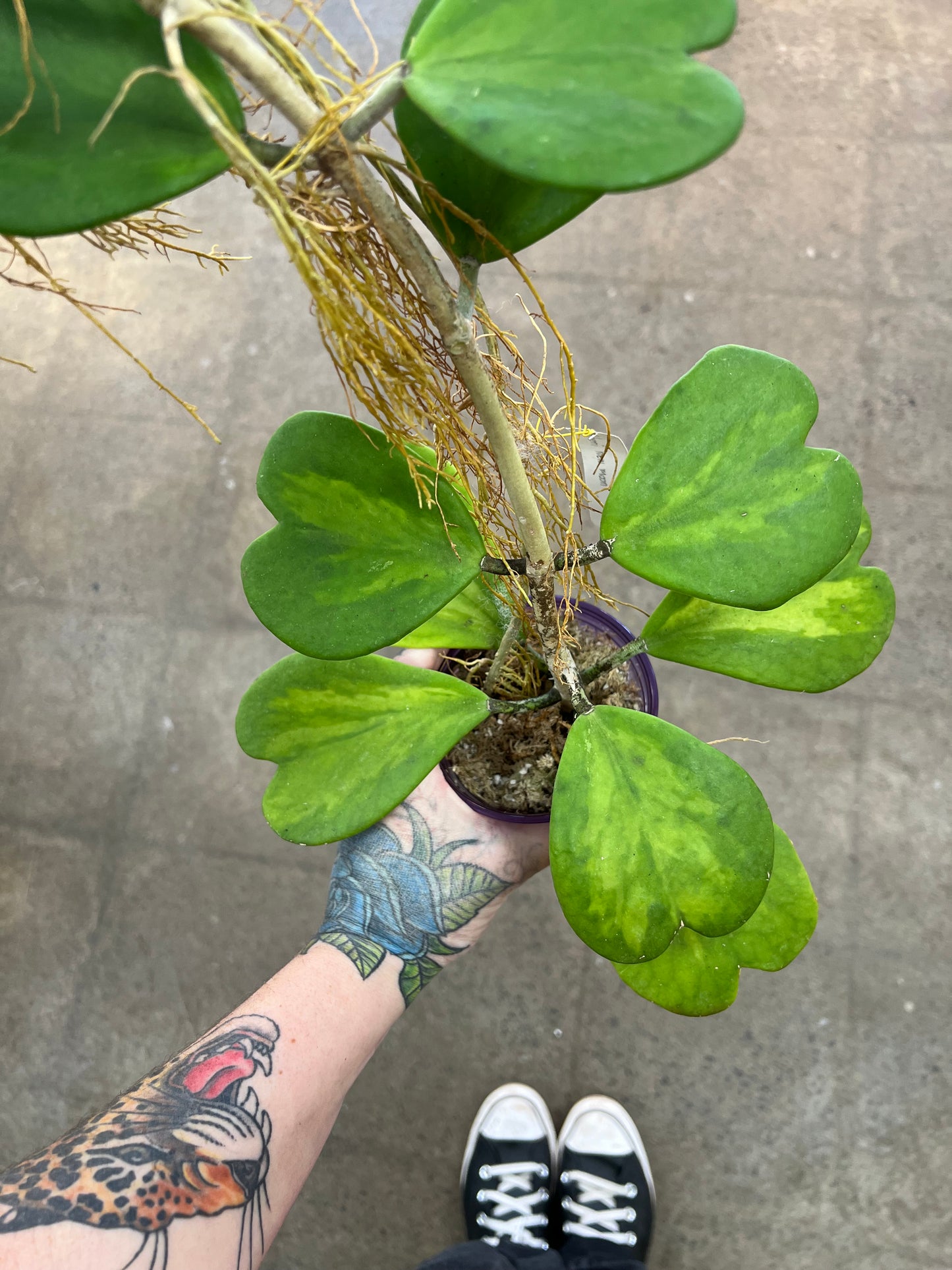 Hoya Kerrii New Moon