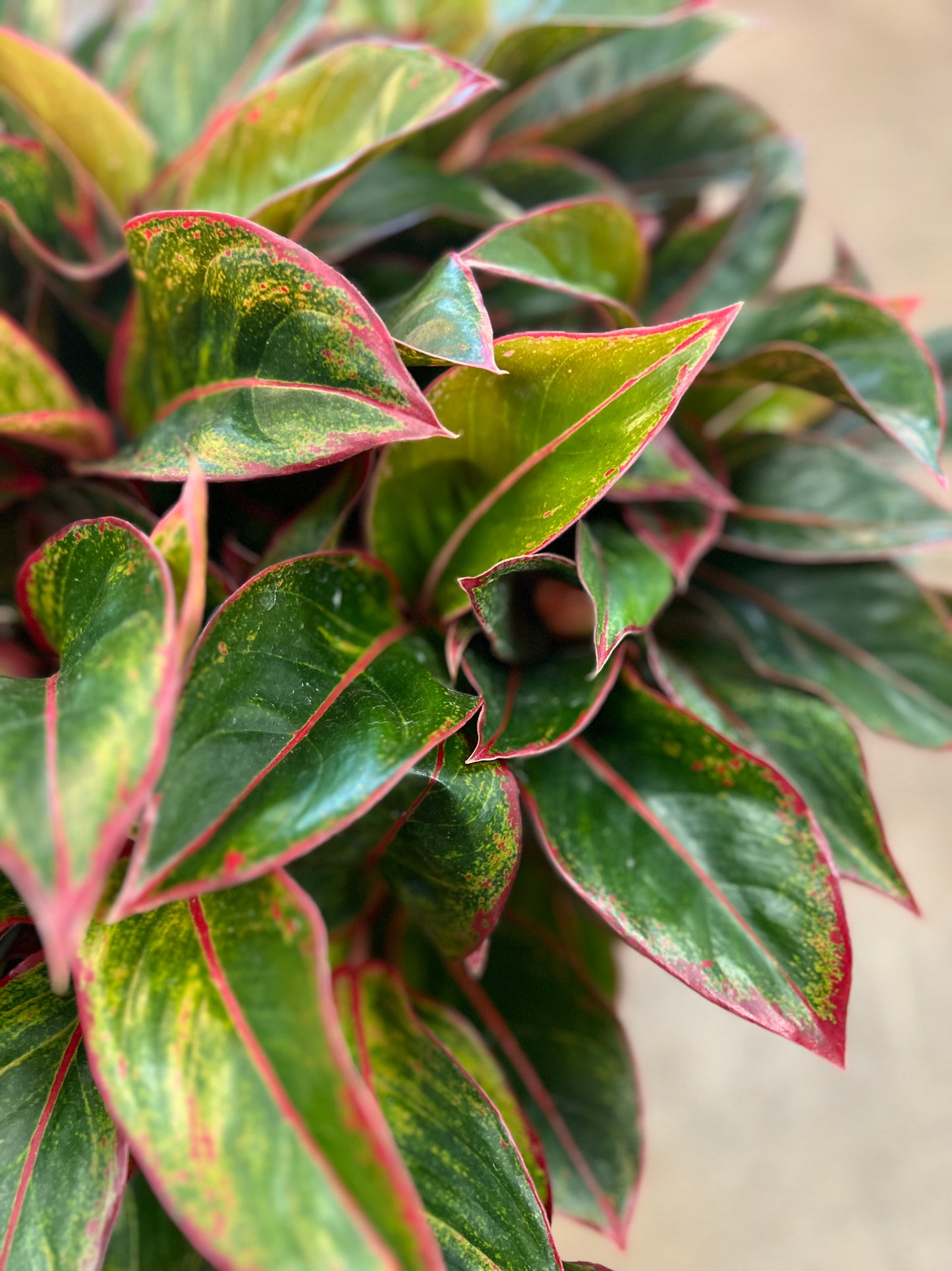 Aglaonema Red Siam
