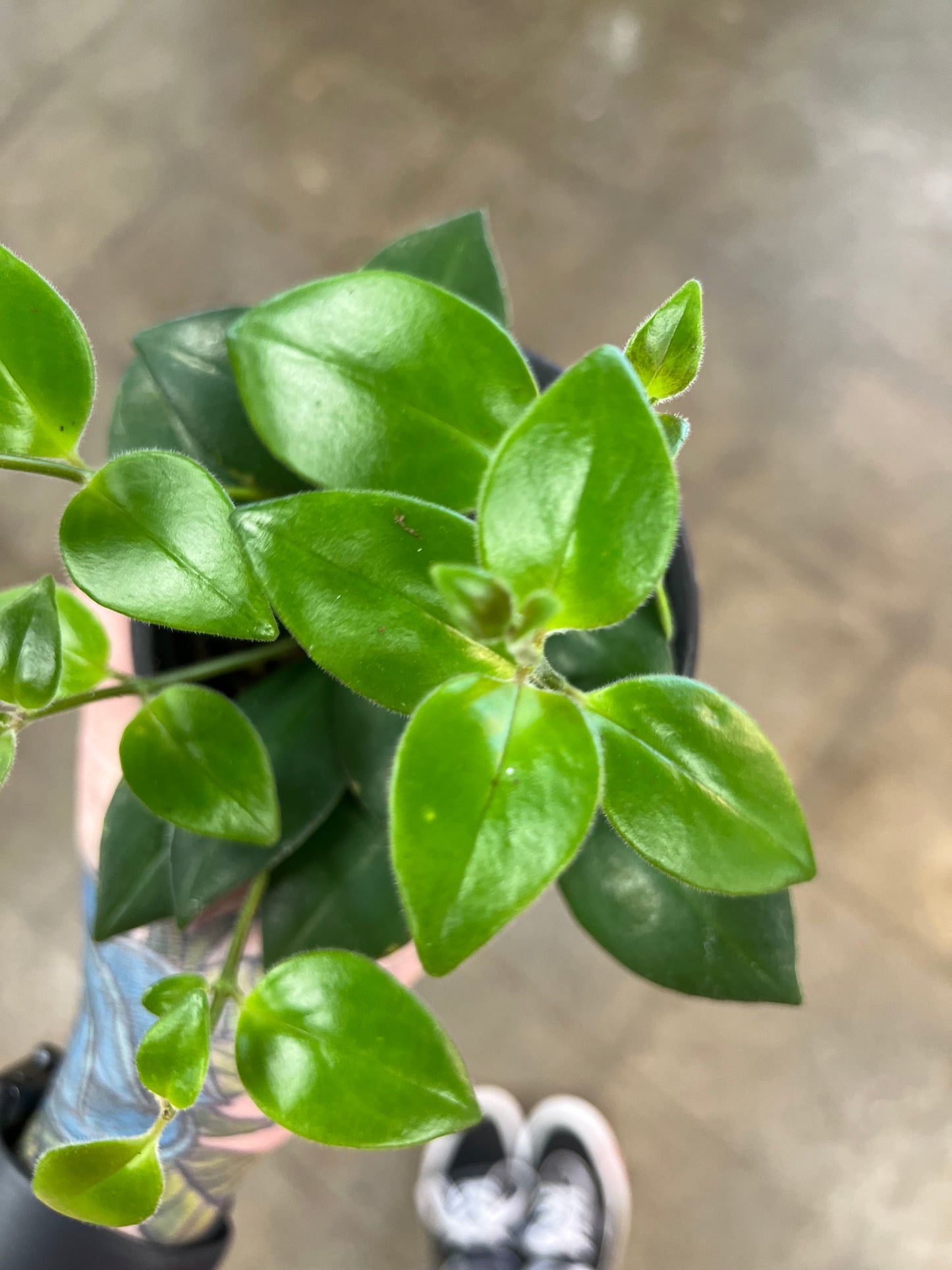 Aeschynanthus Mona Lisa