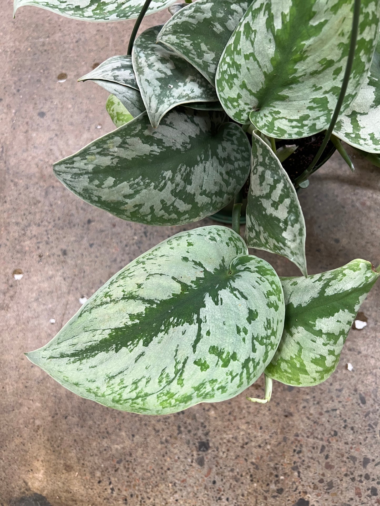 Scindapsus Exotica