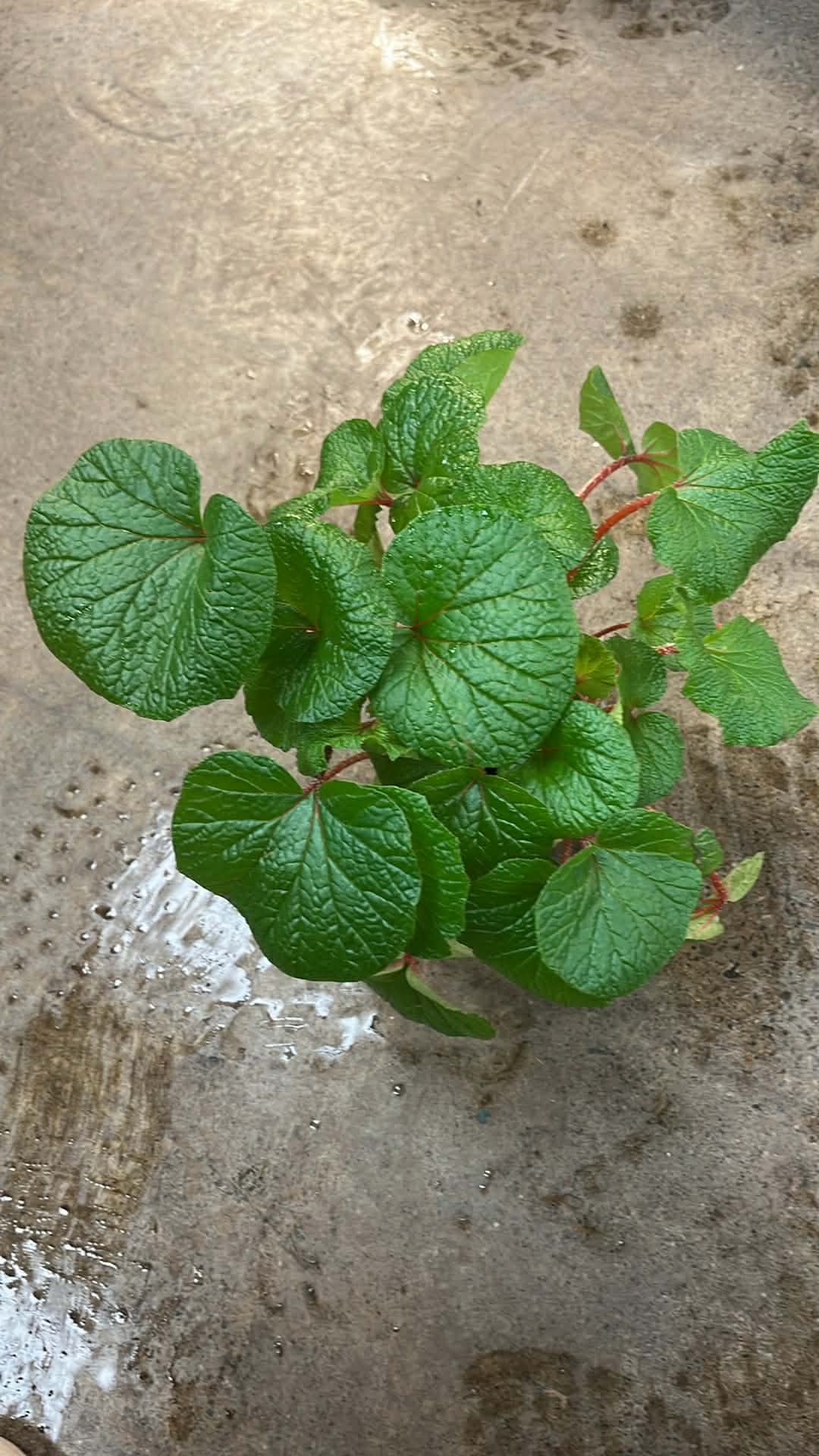 Bégonia Rhizomatus
