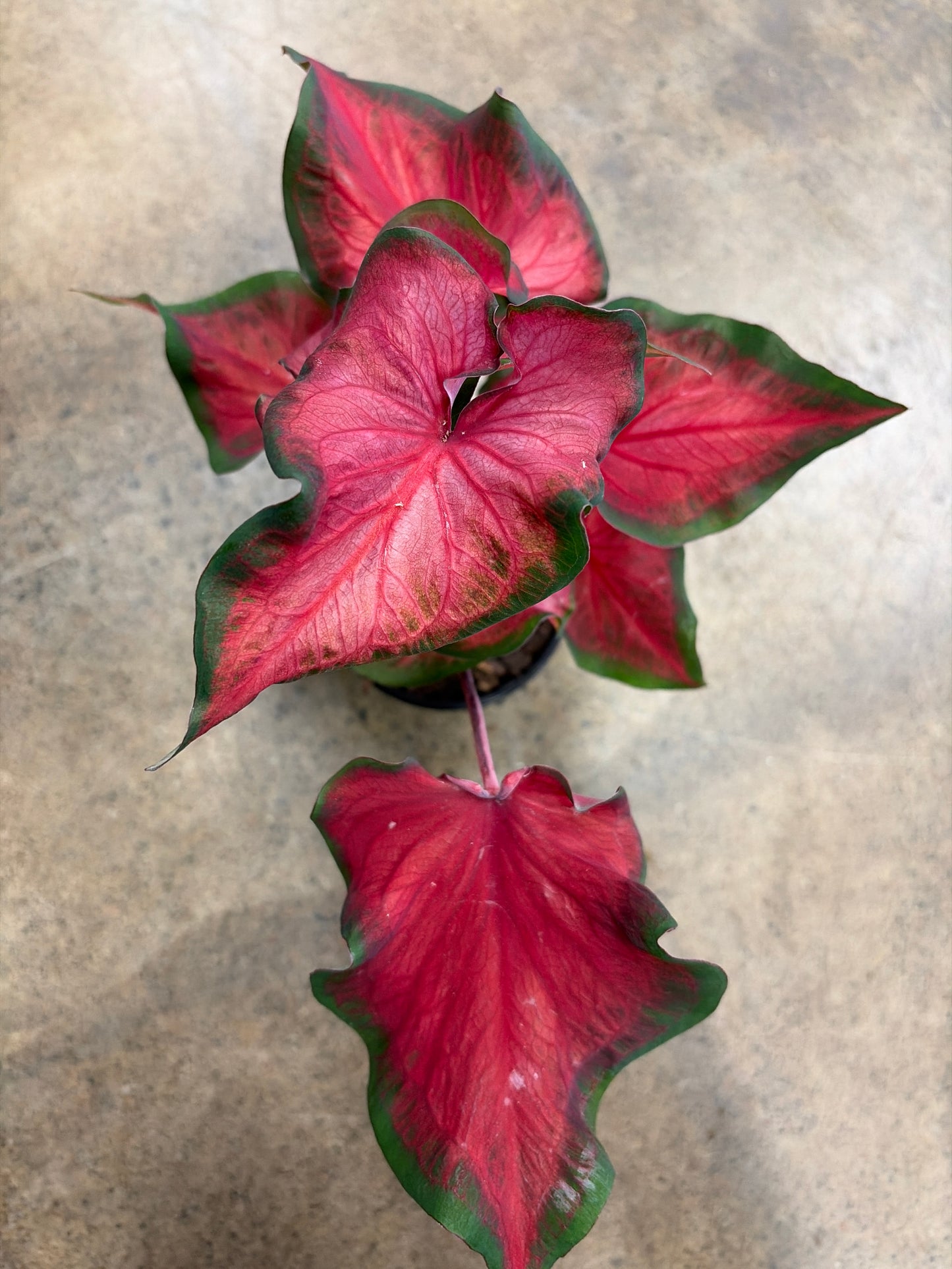 Caladium Salsa