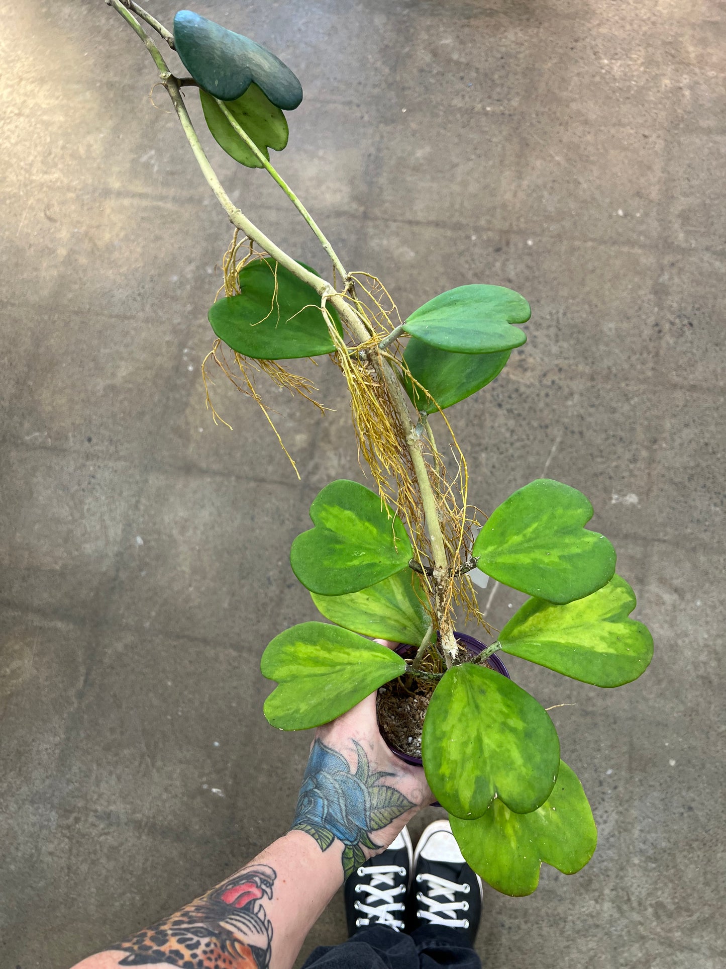 Hoya Kerrii New Moon