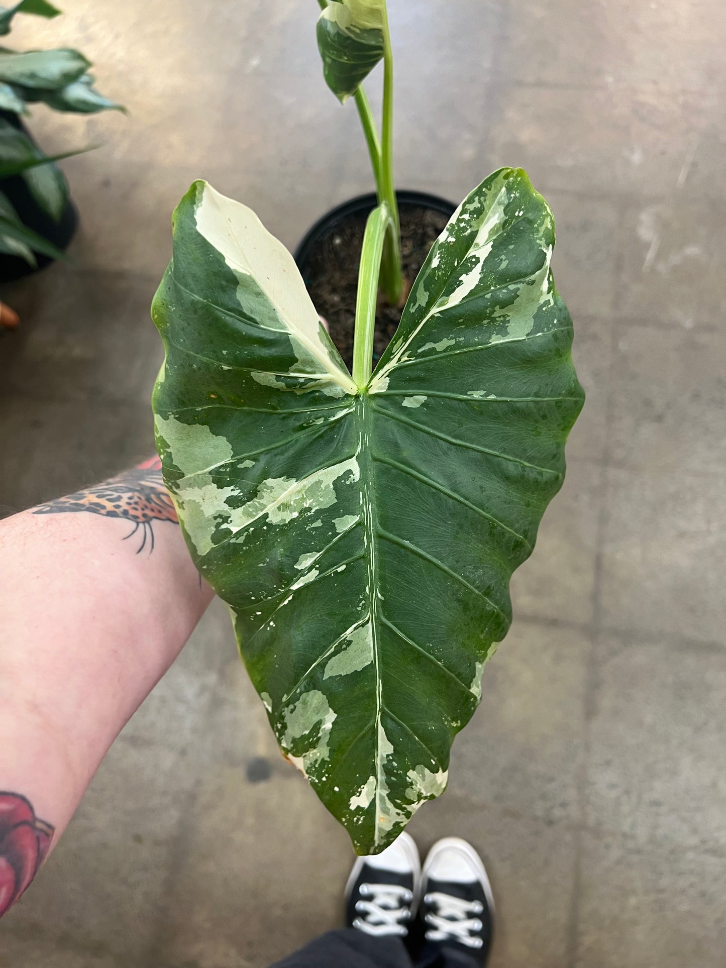 Alocasia Appaloosa Variegata