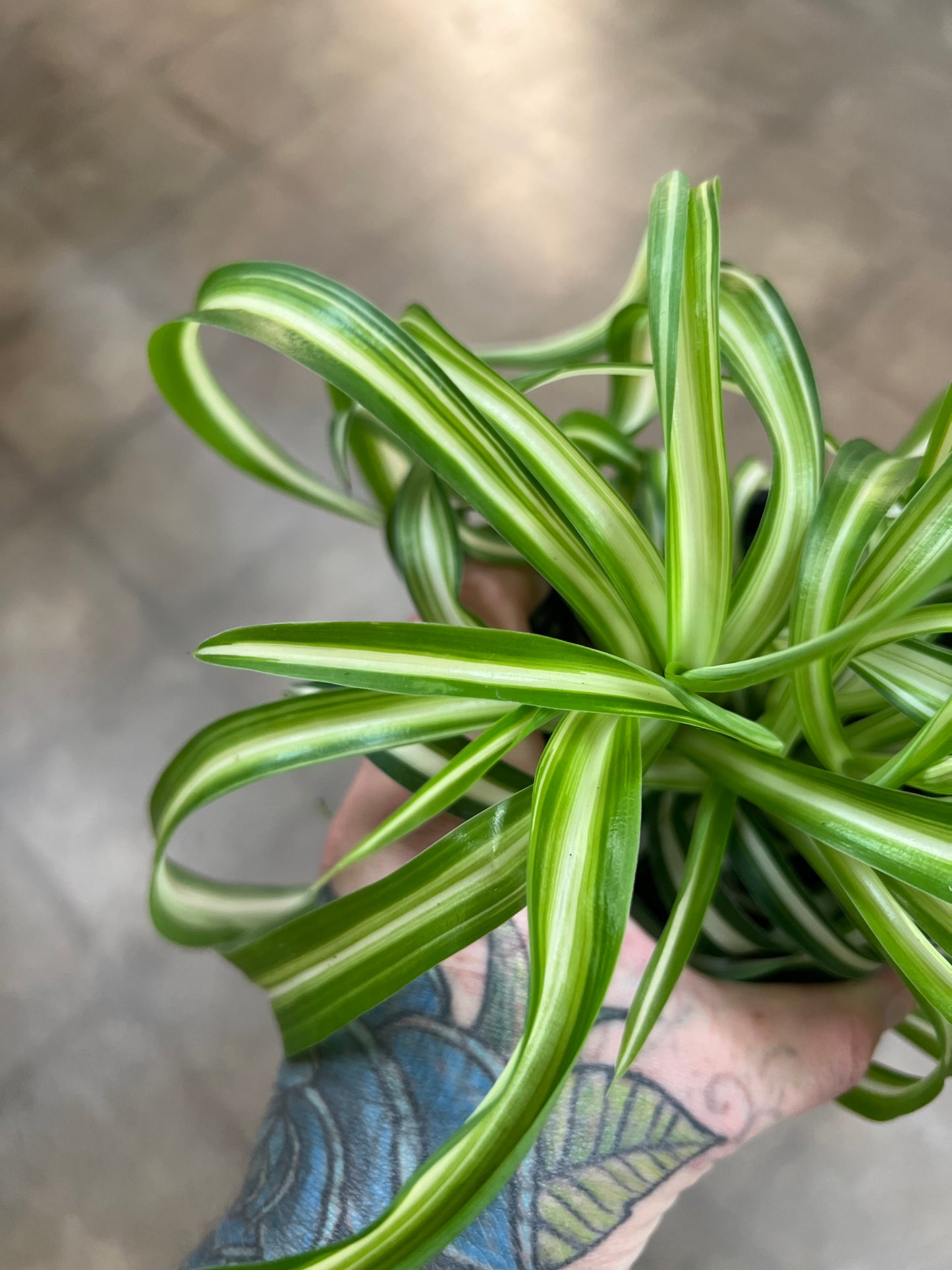 Chlorophytum Asst.