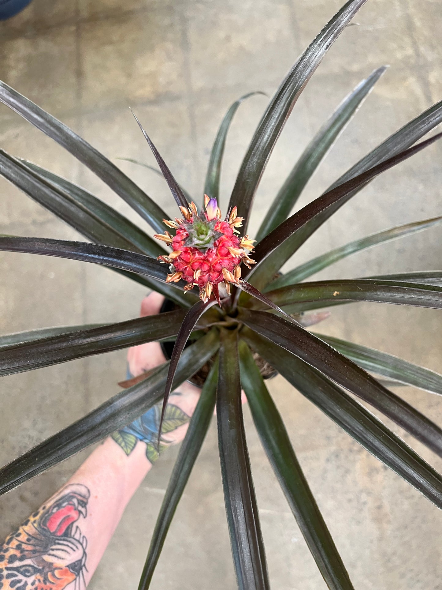 Ananas Rouge