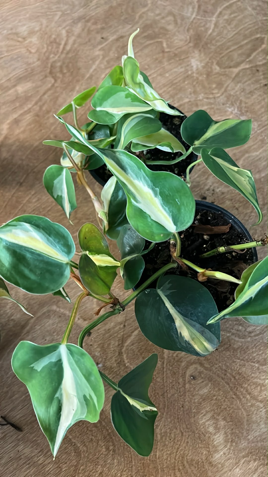 Philodendron Cream Splash