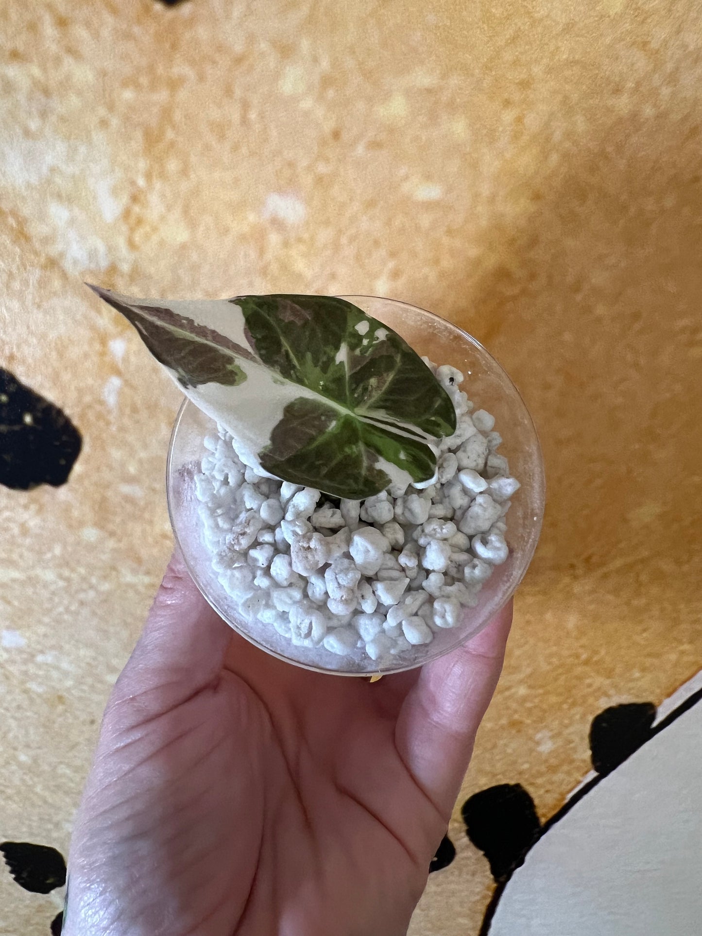 Alocasia Regal Shield Albo
