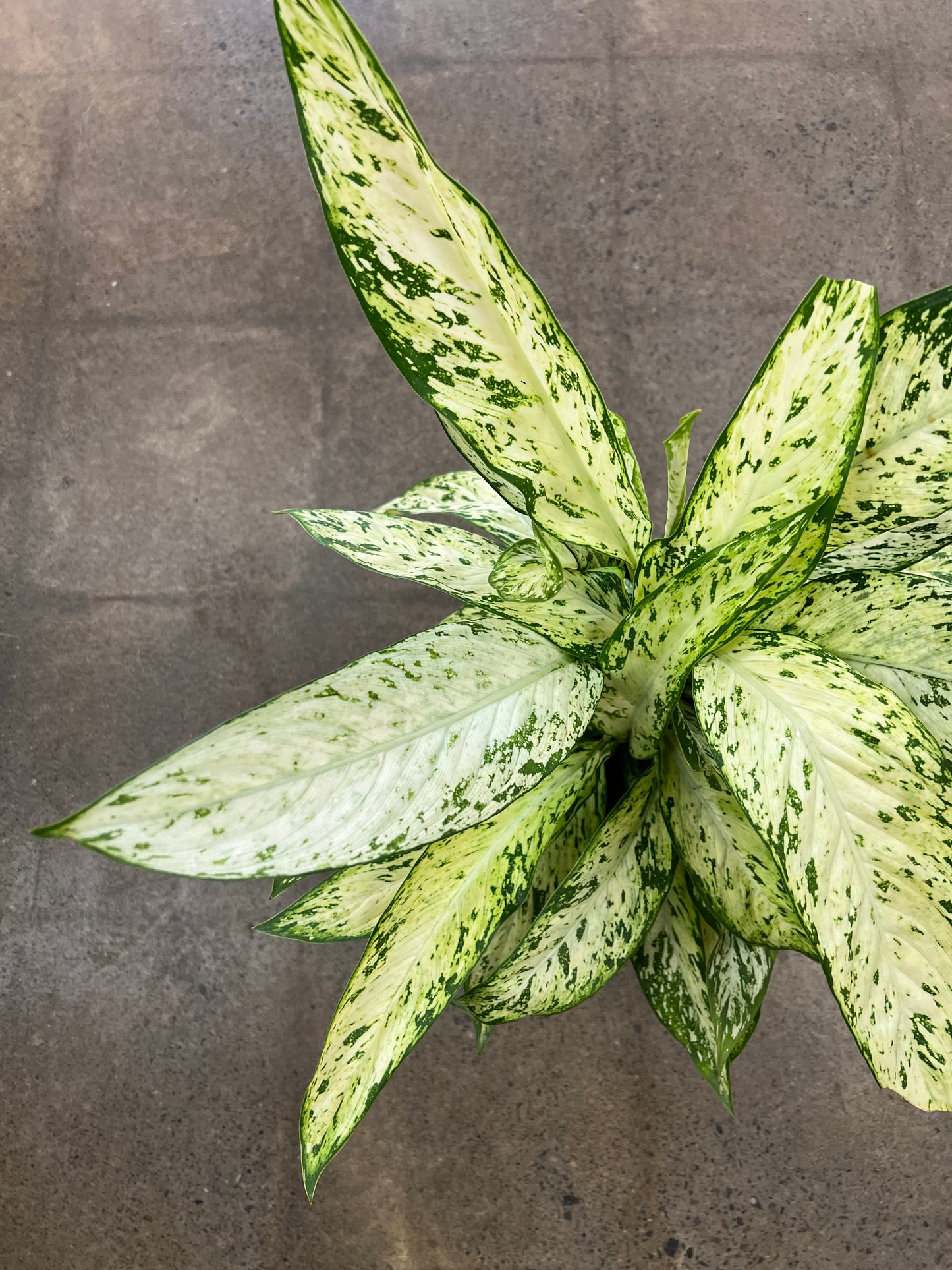 Diffenbachia Star Bright