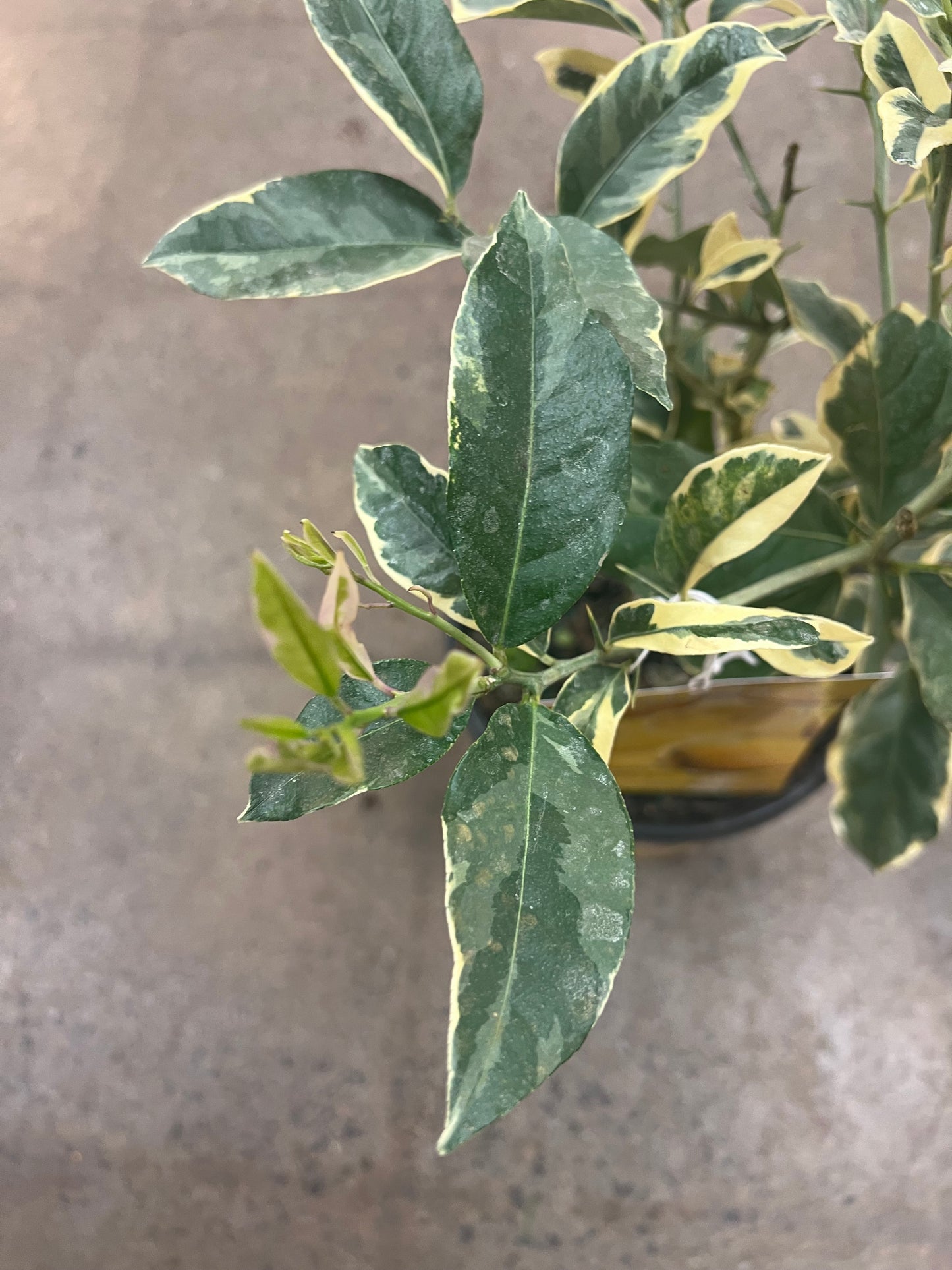 Citrus Lemon Pink Variegated