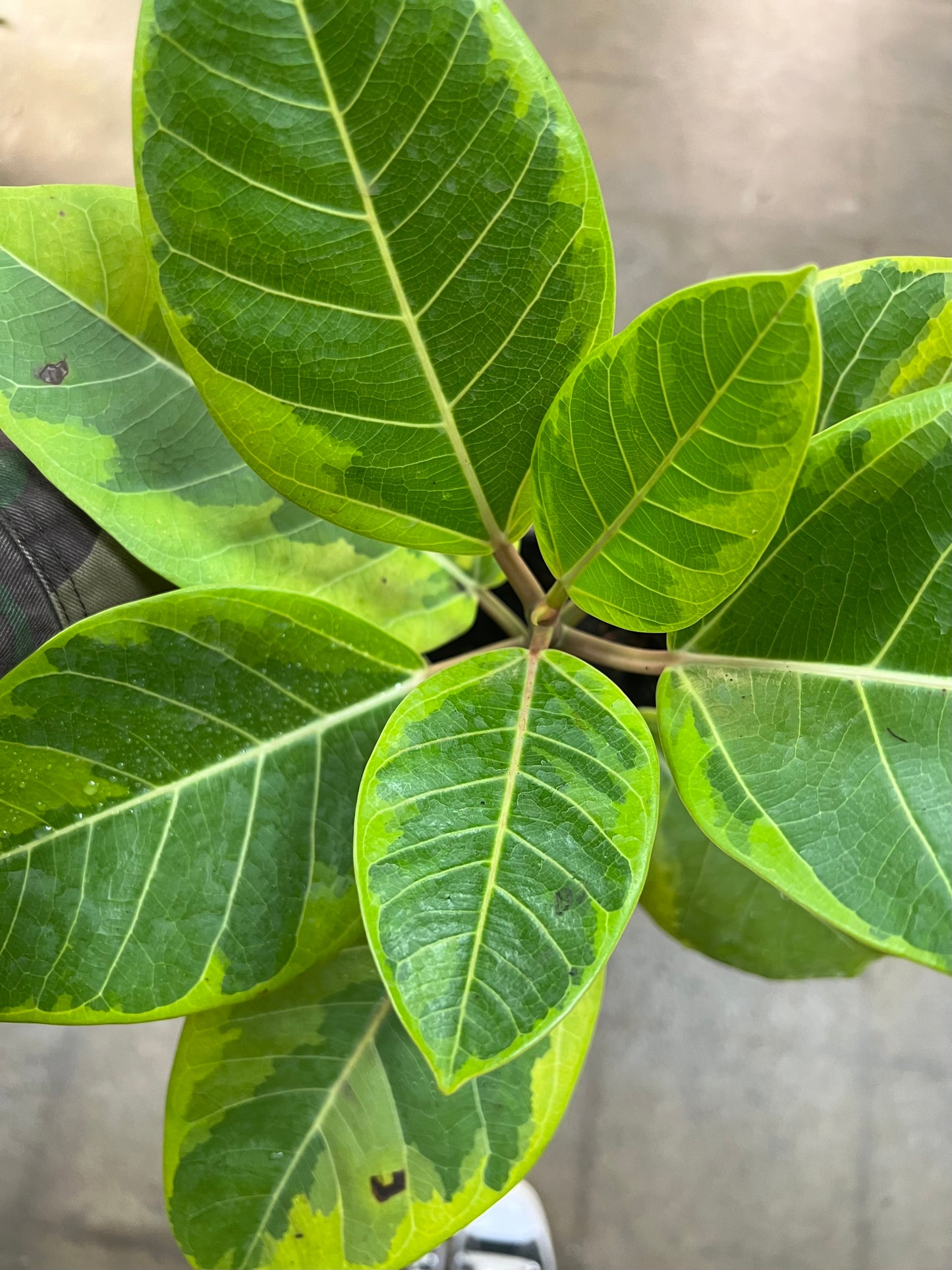Ficus Altissima