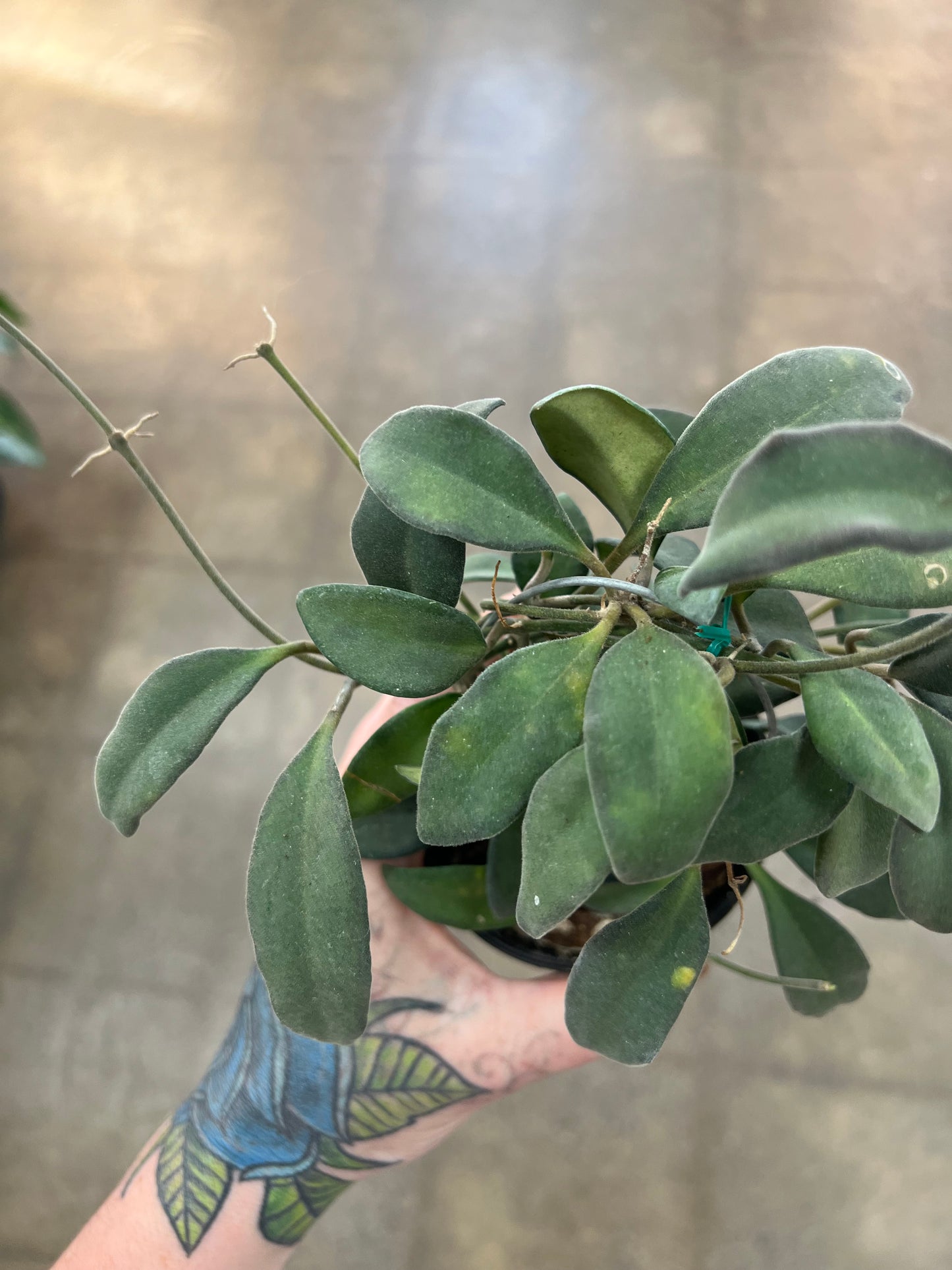 Hoya SP. Burtoniae Phillippines