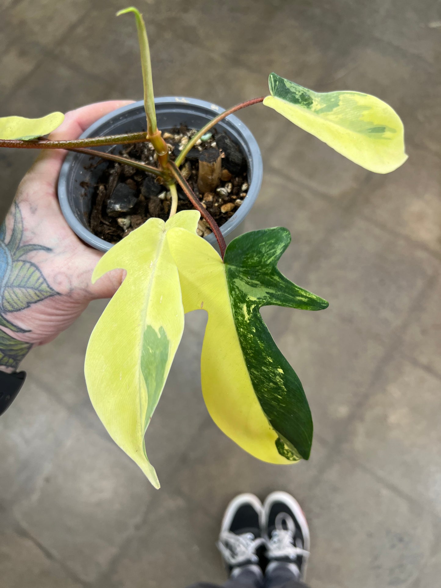 Philodendron Florida Beauty #5