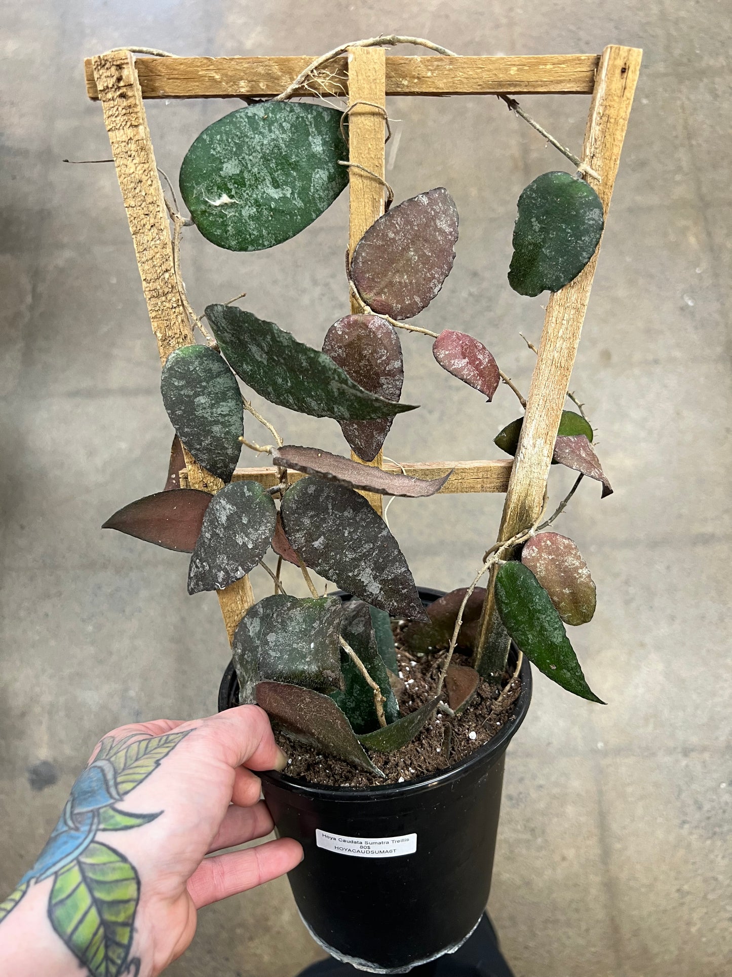 Hoya Caudata Sumatra Treillis