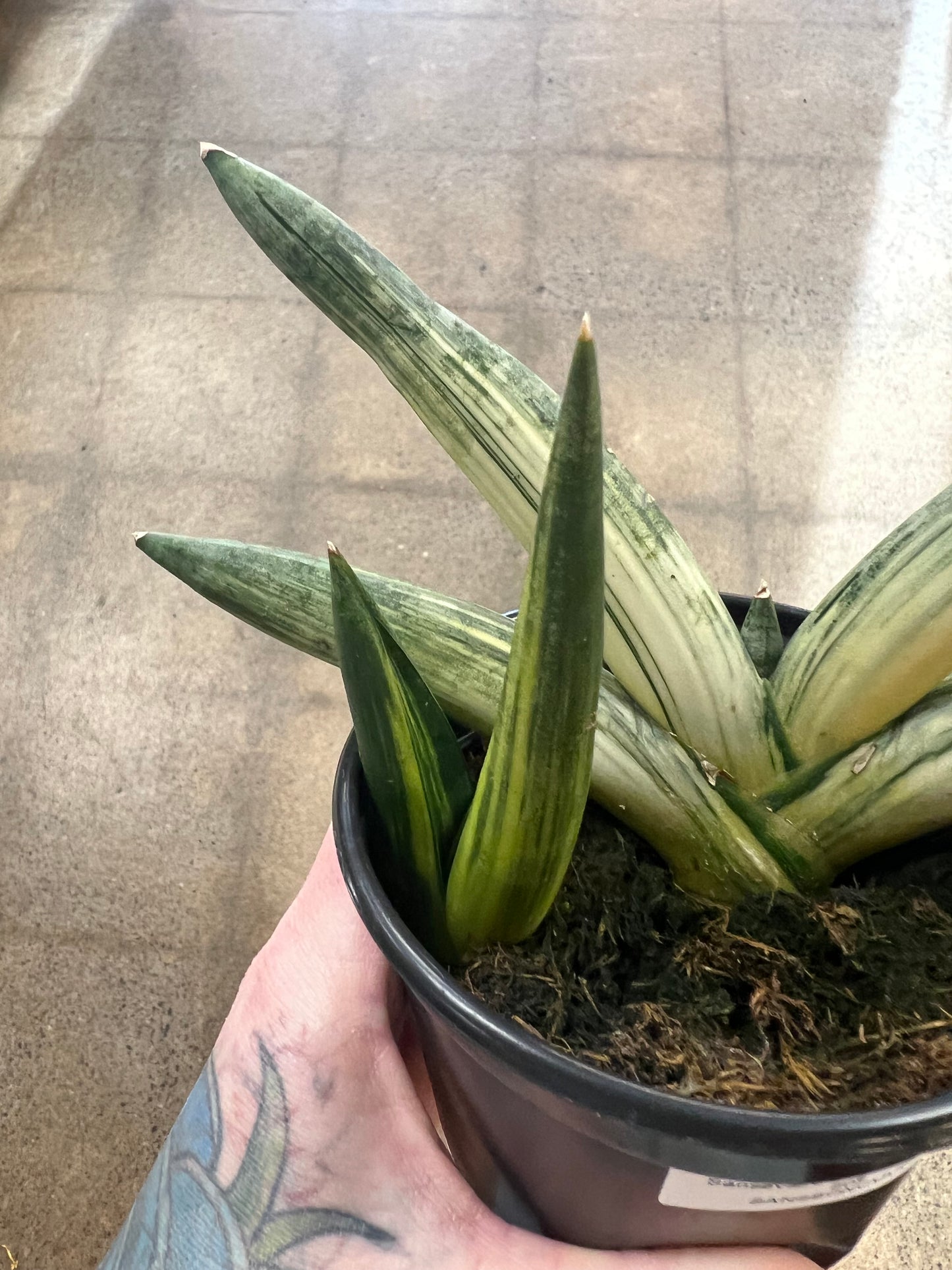 Sansevieria Boncel Variegata