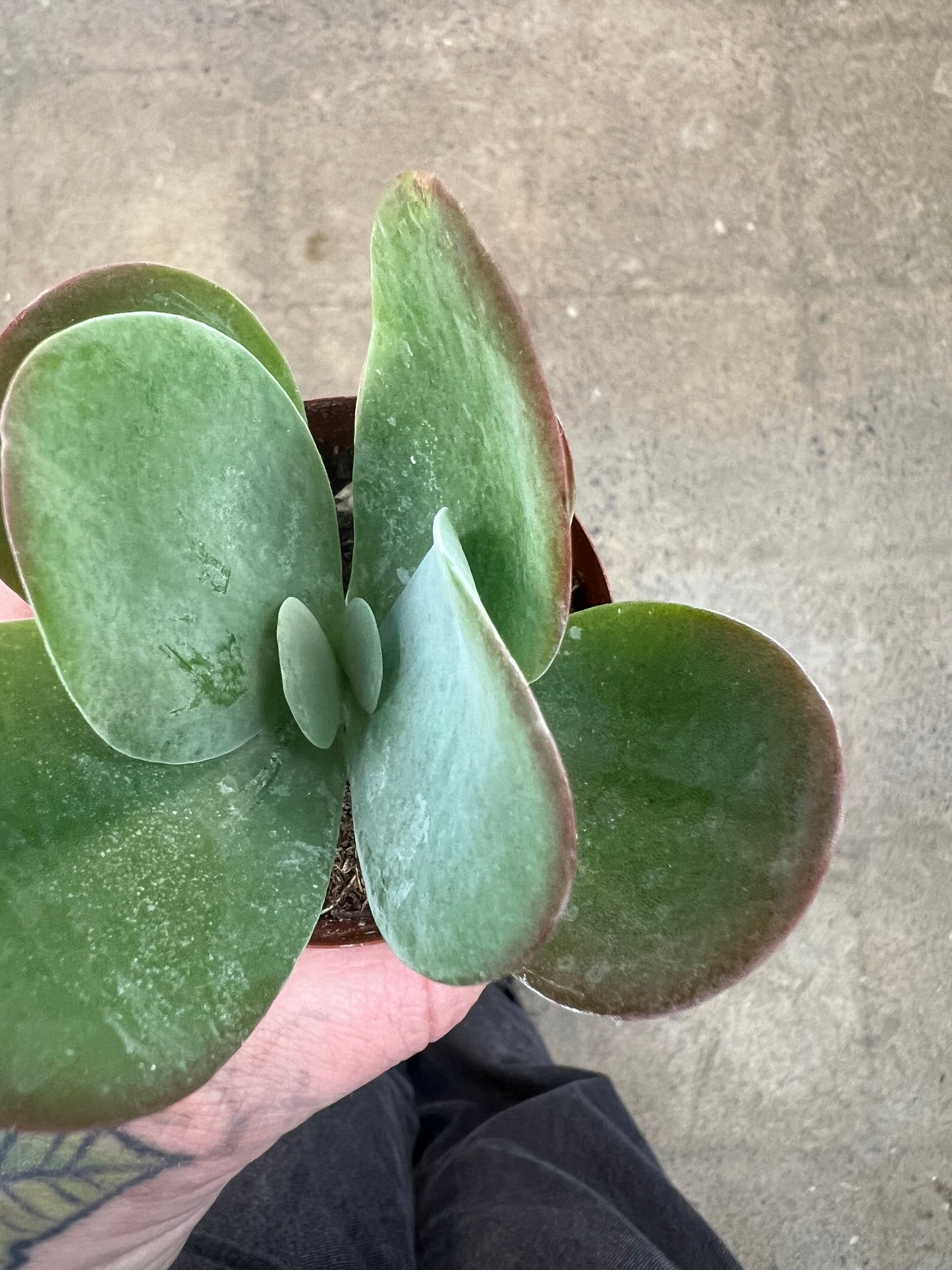 Kalanchoe Thyrsiflora