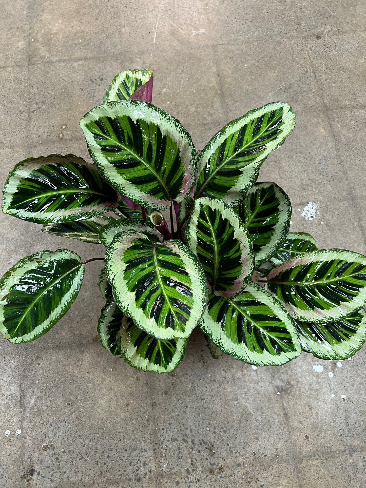 Calathea Angela