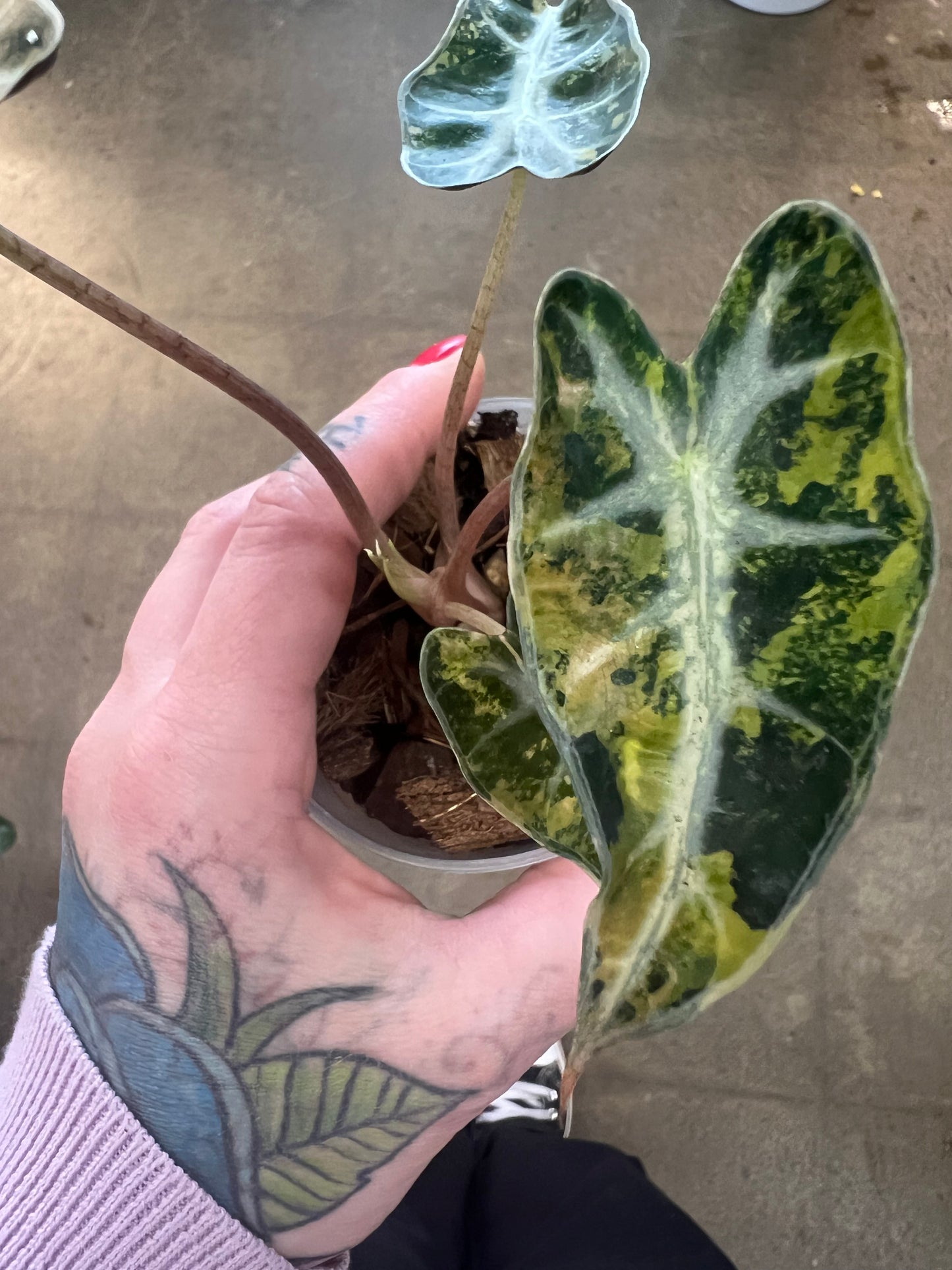 Alocasia Bambino Aurea