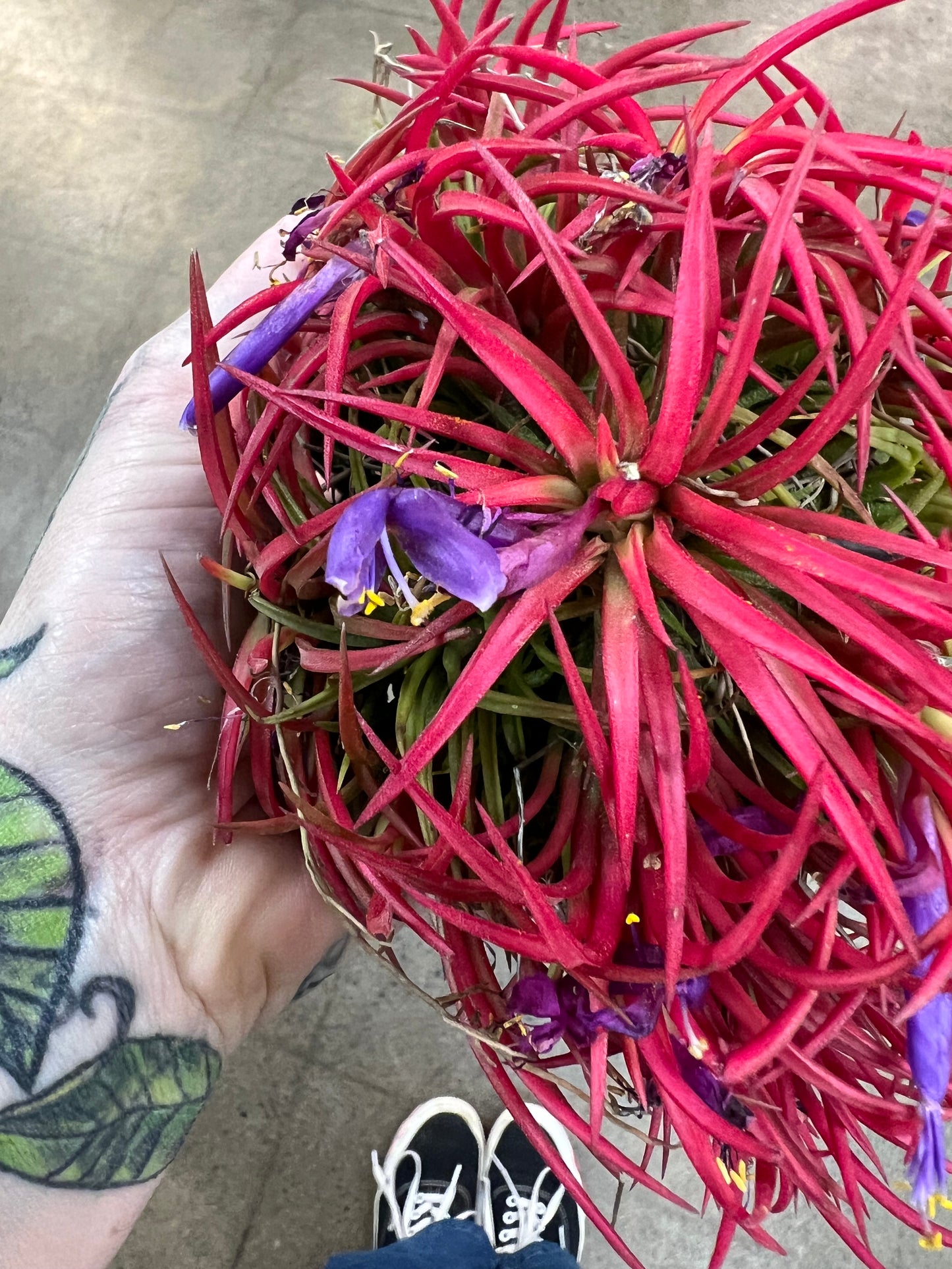 Tillandsia Ionantha Fuego XXL