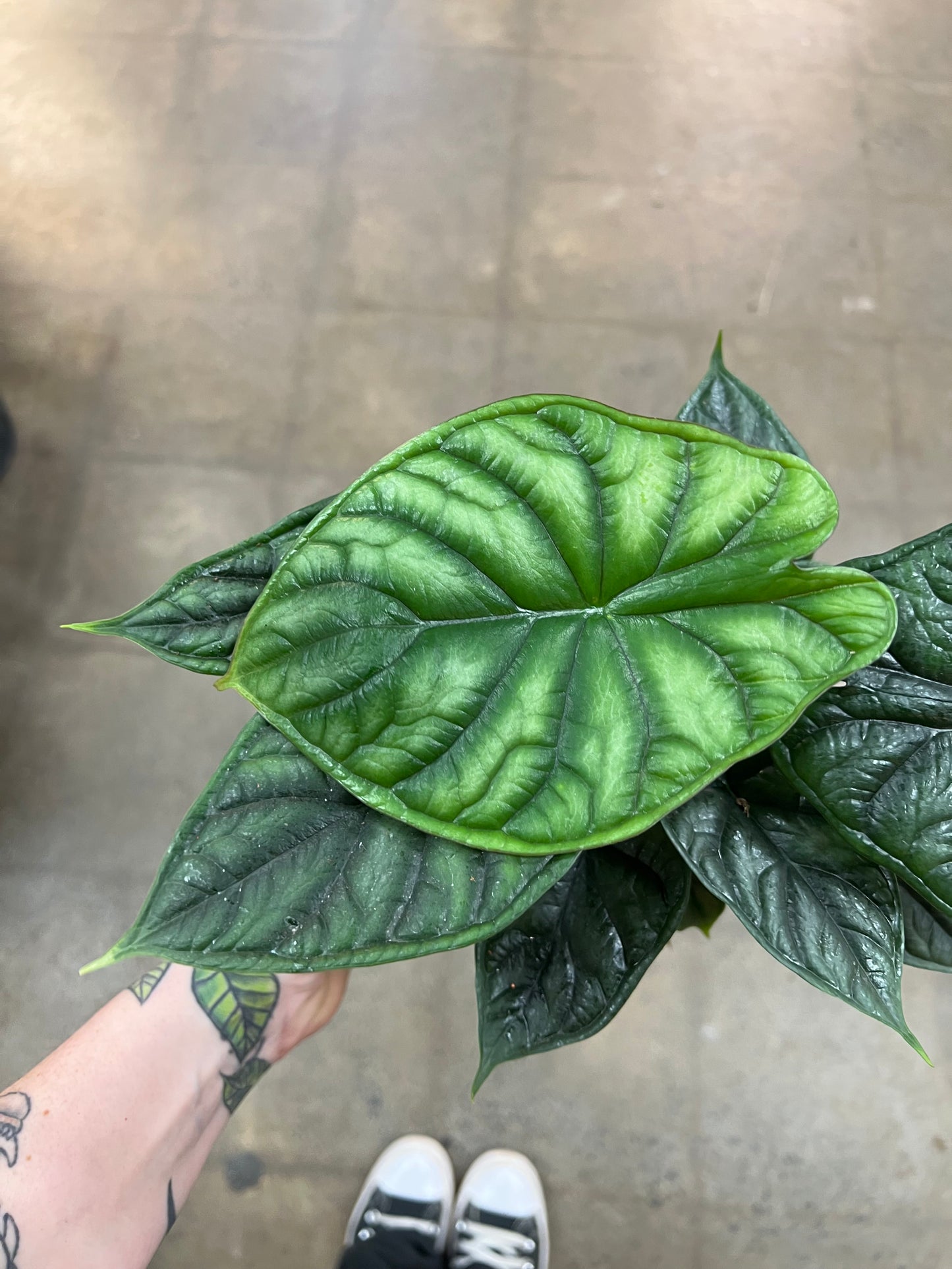 Alocasia Dragon Scale