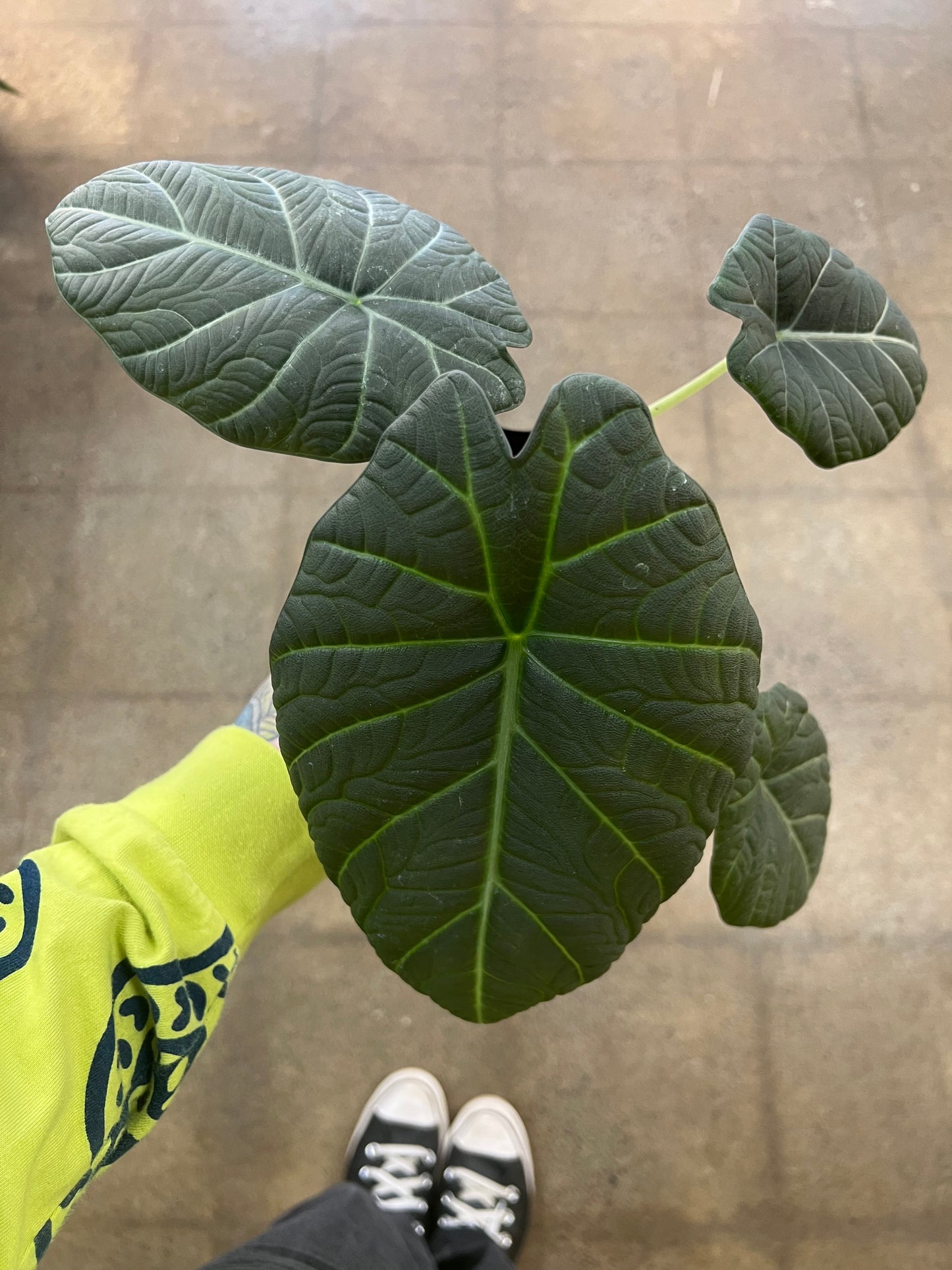Alocasia Maharani