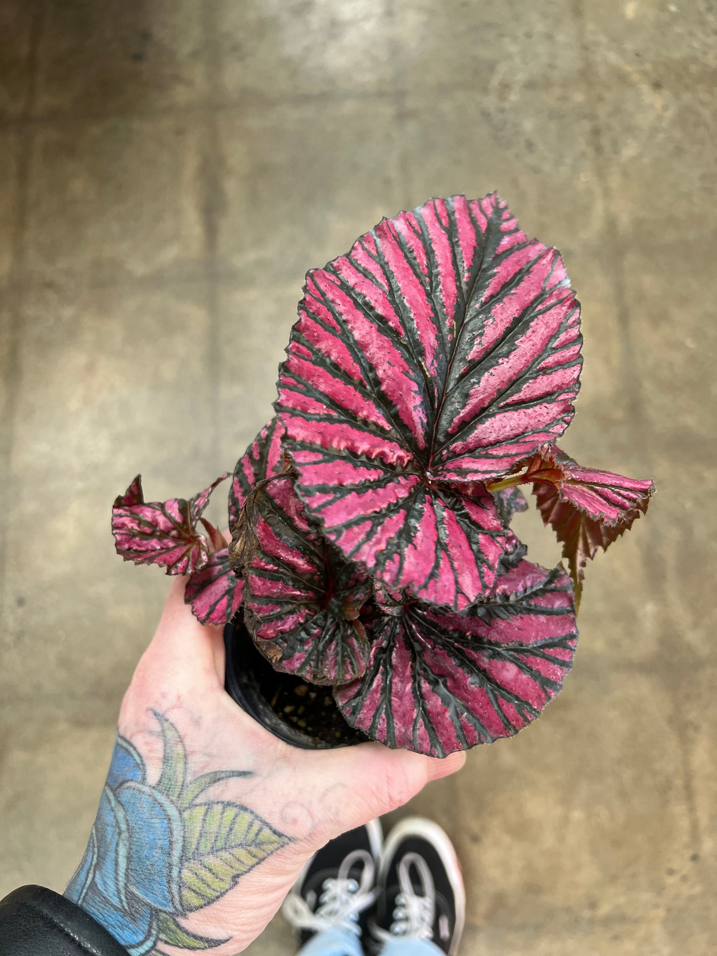 Begonia Brevirimosa