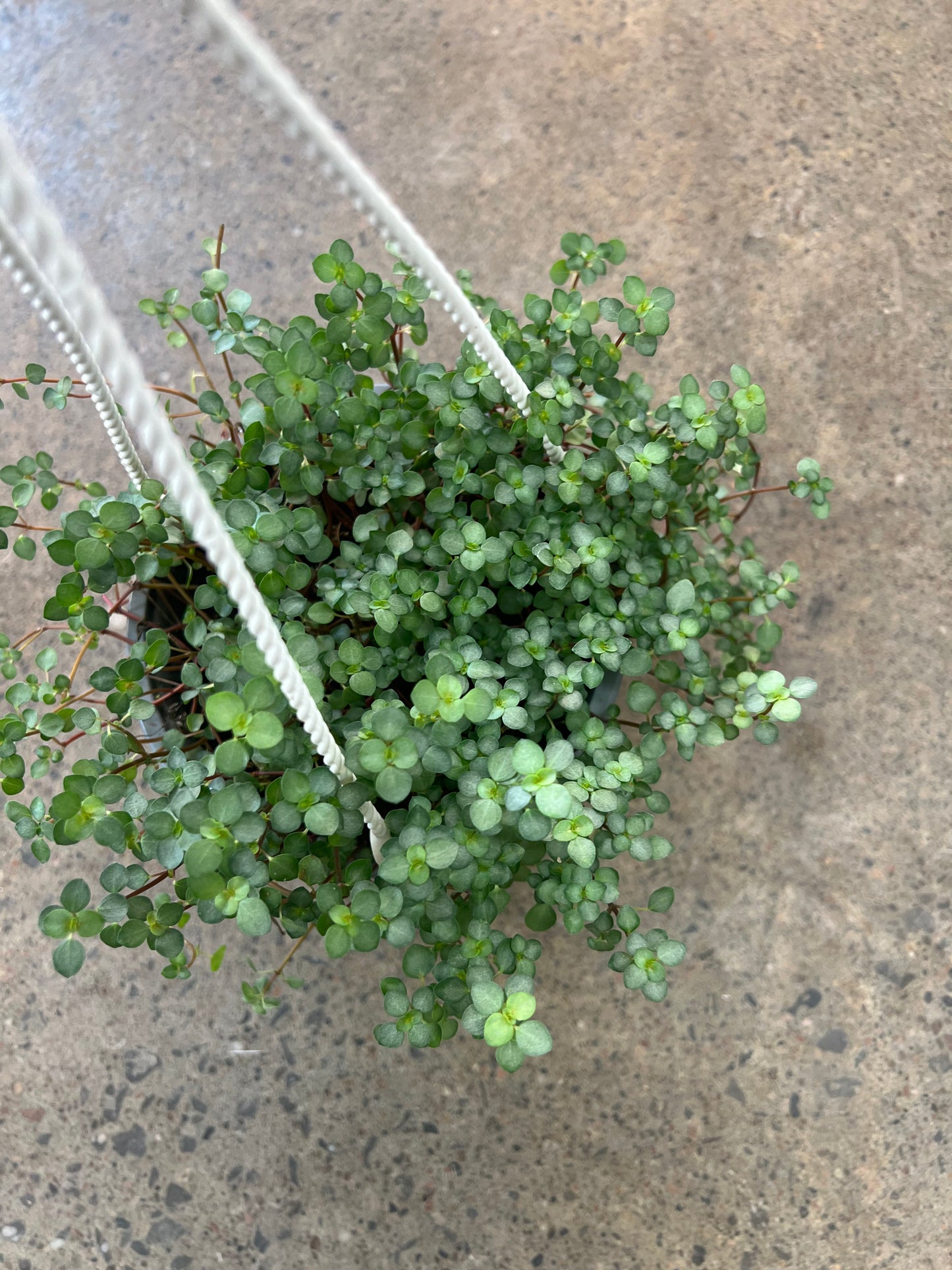 Pilea Aquamarine