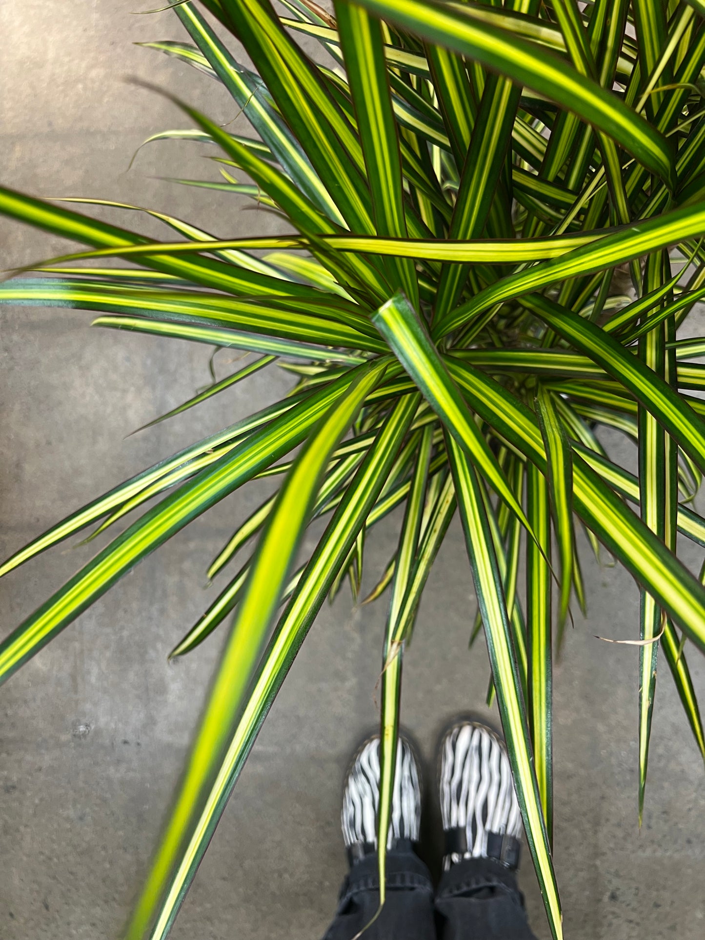 Dracaena Kiwi