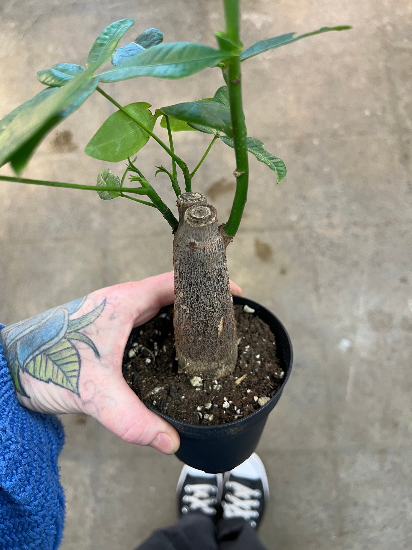 Pachira Aquatica Money tree Stump