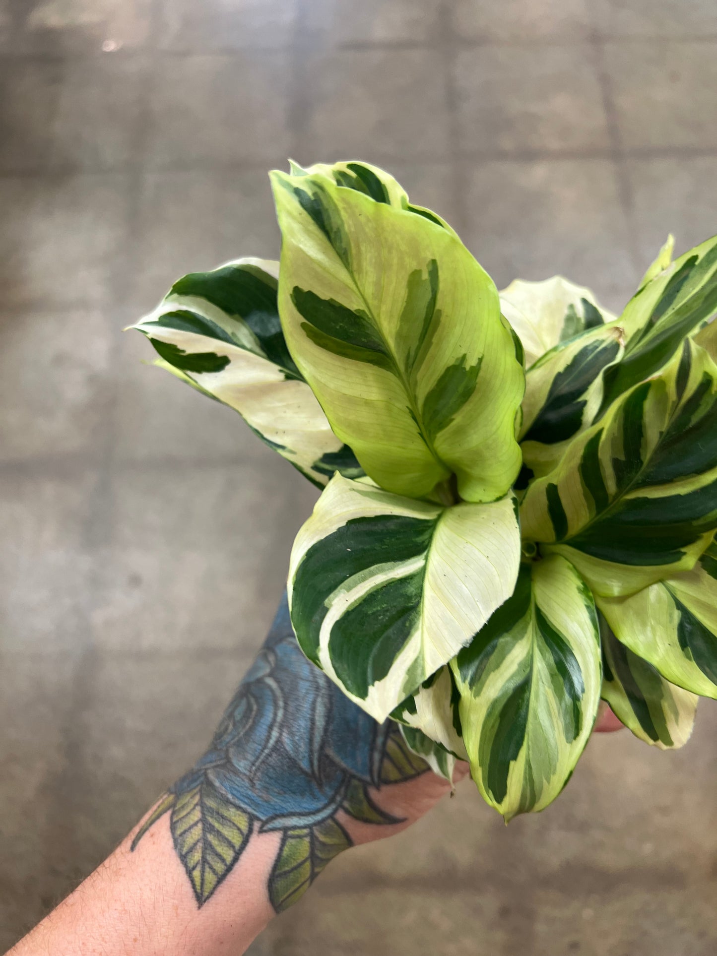 Calathea Yellow Fusion