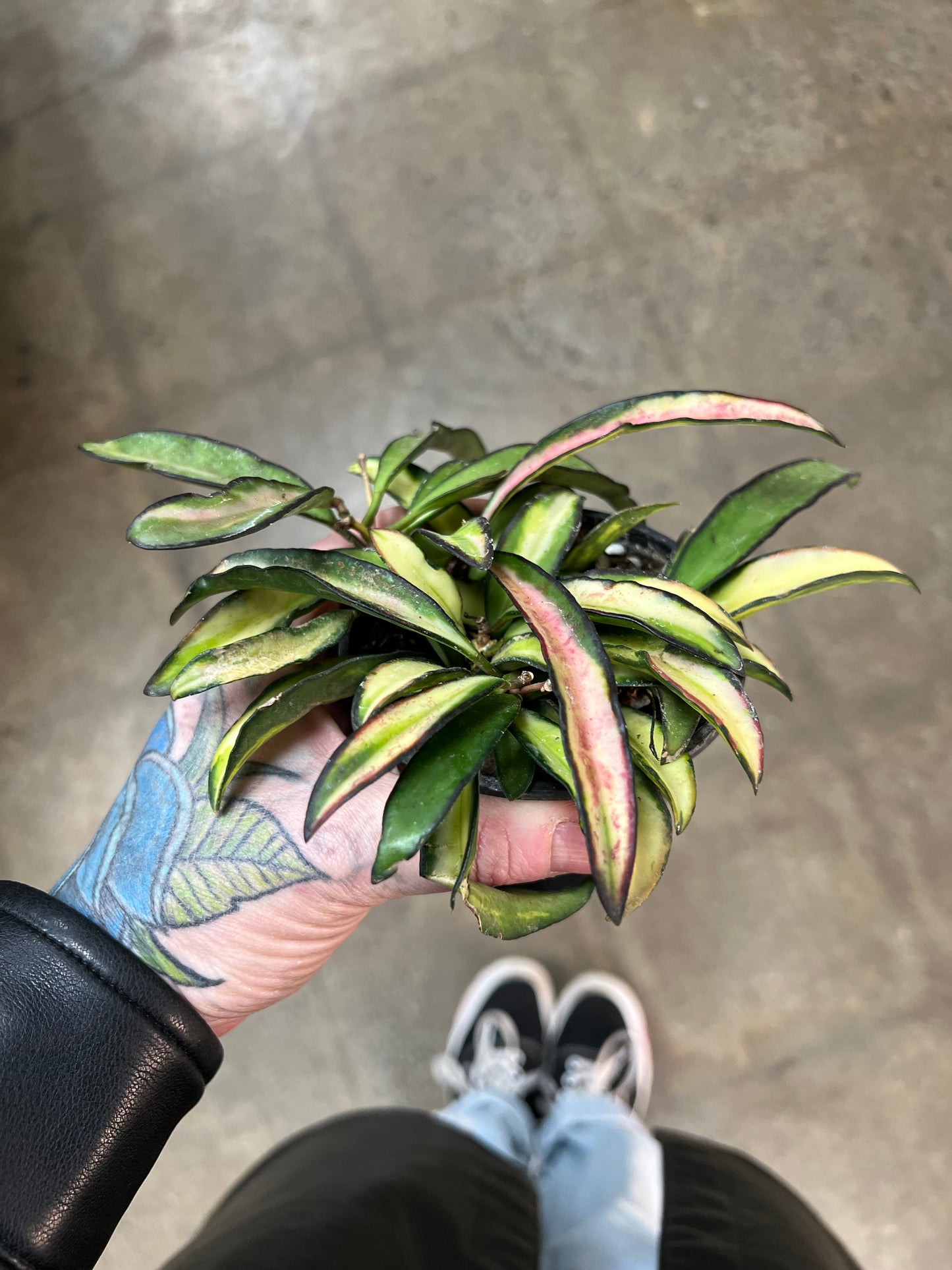 Hoya Wayetti Tricolor