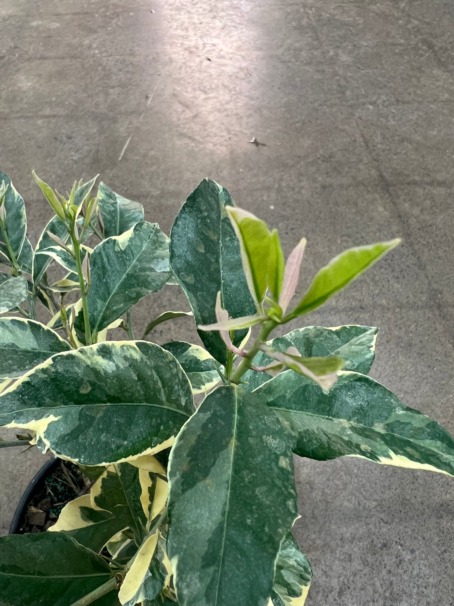 Citrus Lemon Pink Variegated