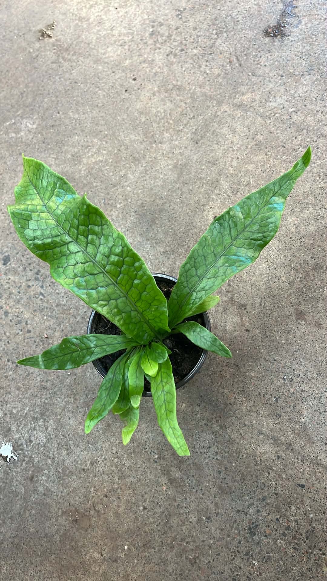 Fern Crocodyllus