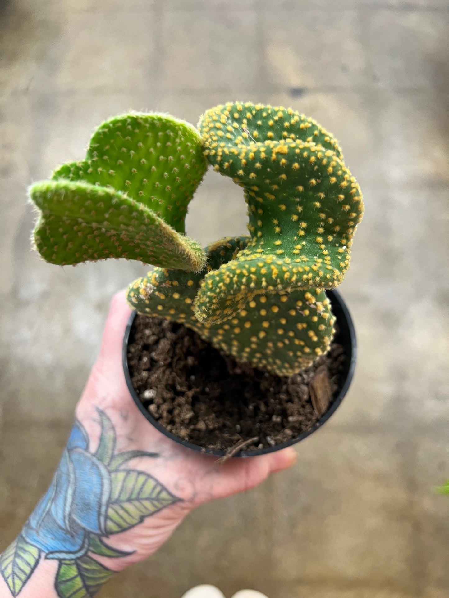 Opuntia Microdasys Cristata