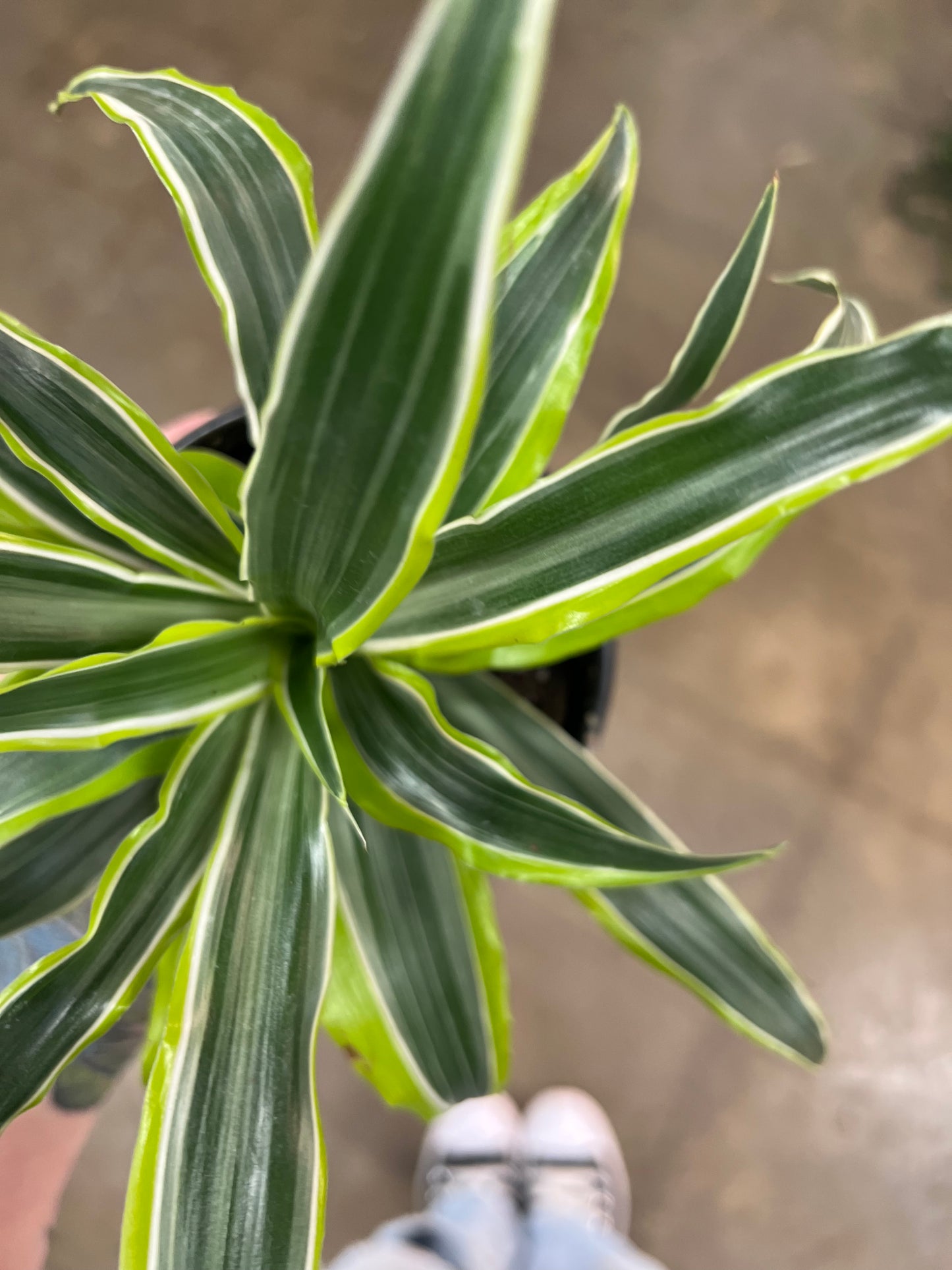 Dracaena White Surprise