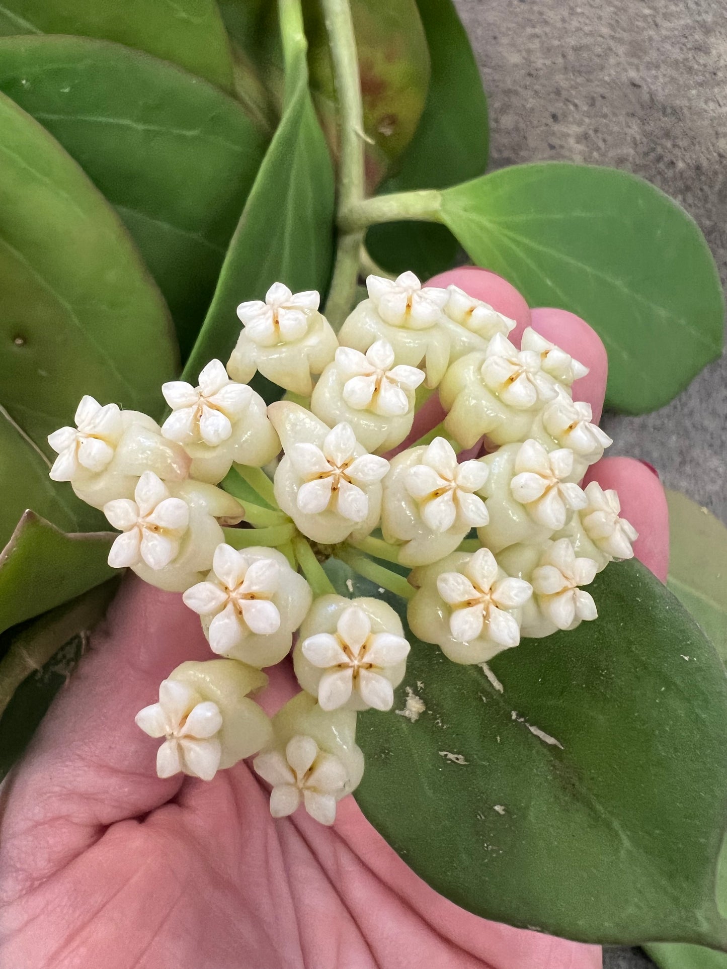 Hoya Pachyclada