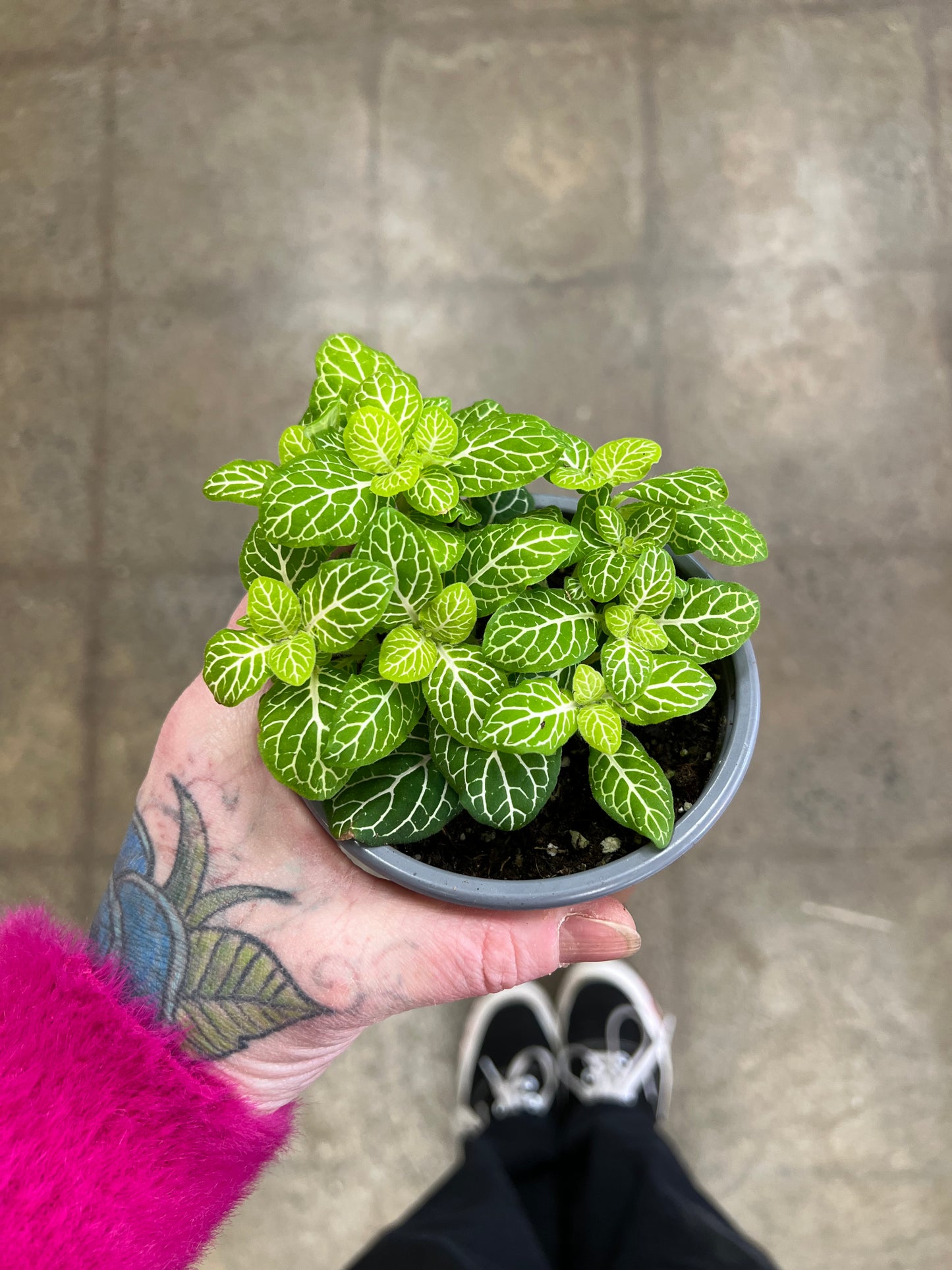Fittonia Juicy Lemon