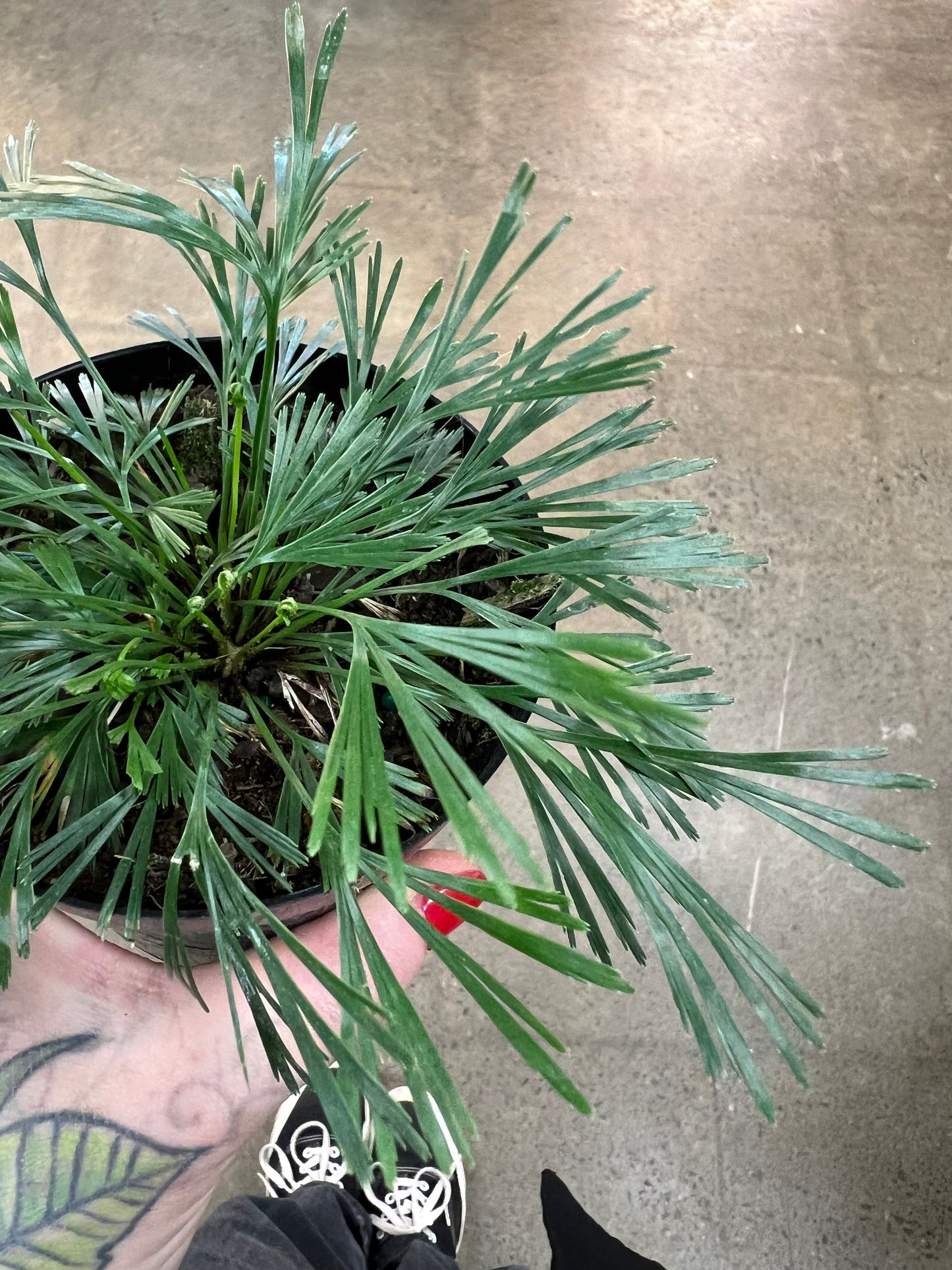 Eyelash Fern