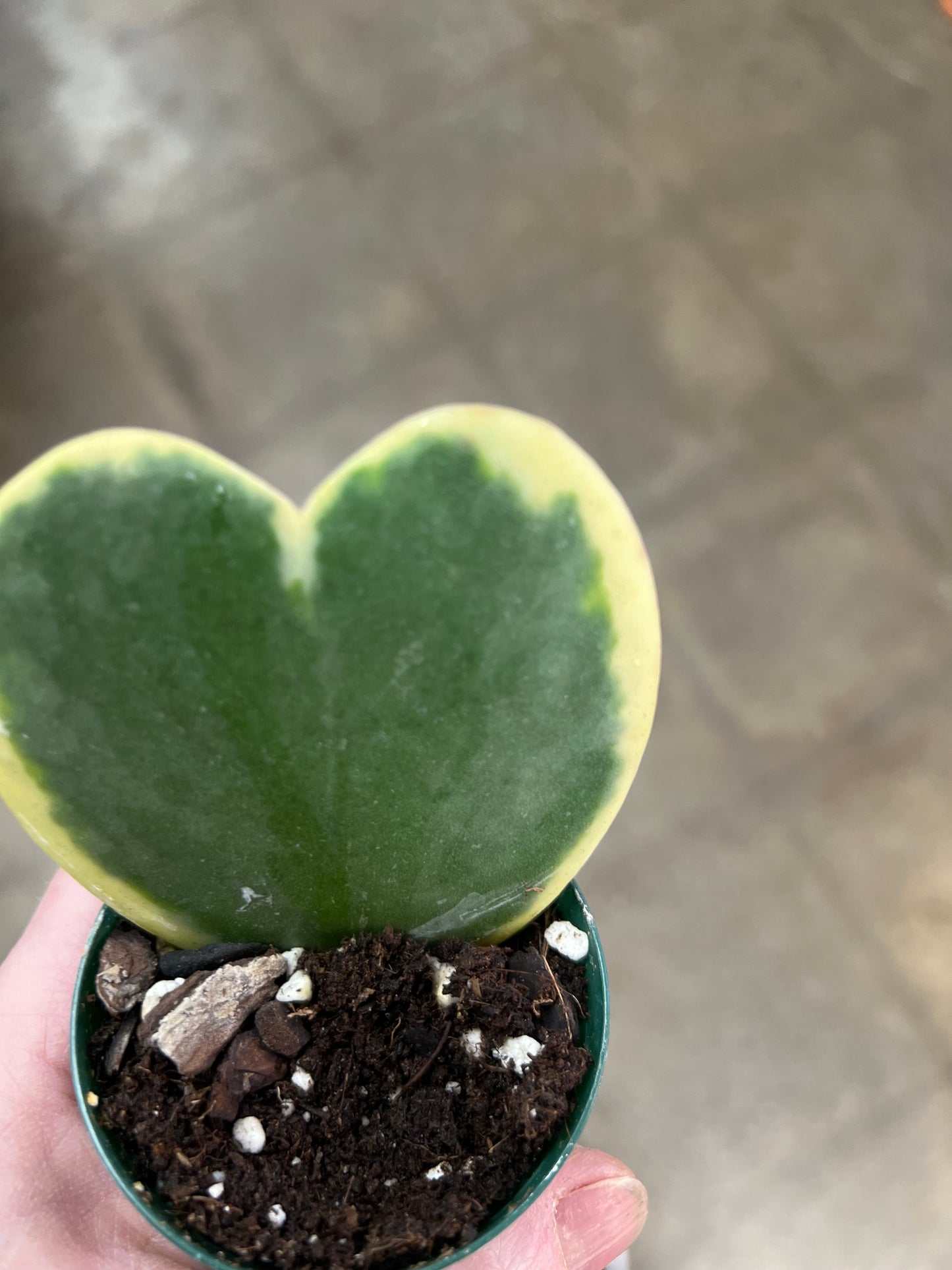 Hoya Kerrii Panaché