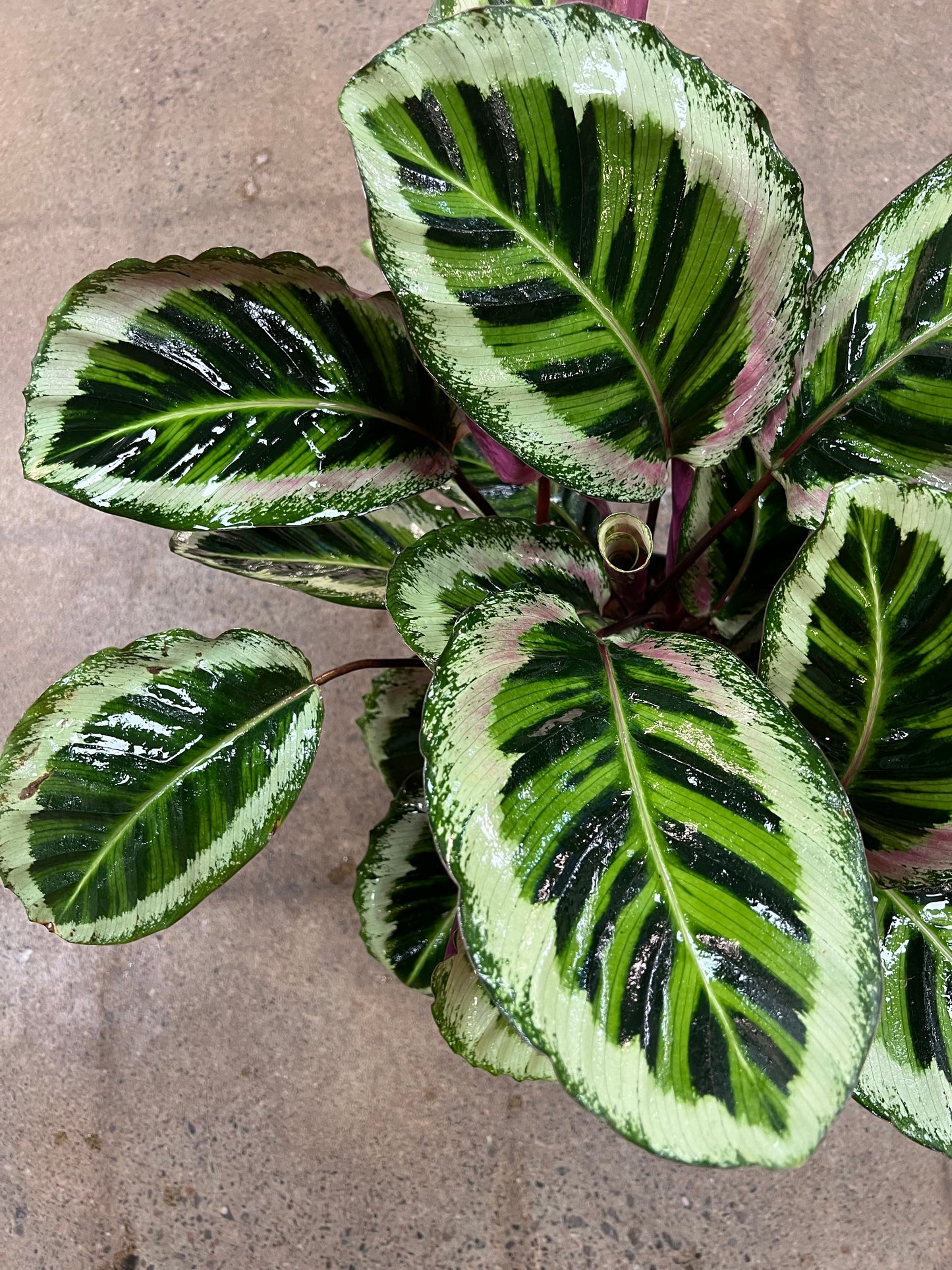 Calathea Angela