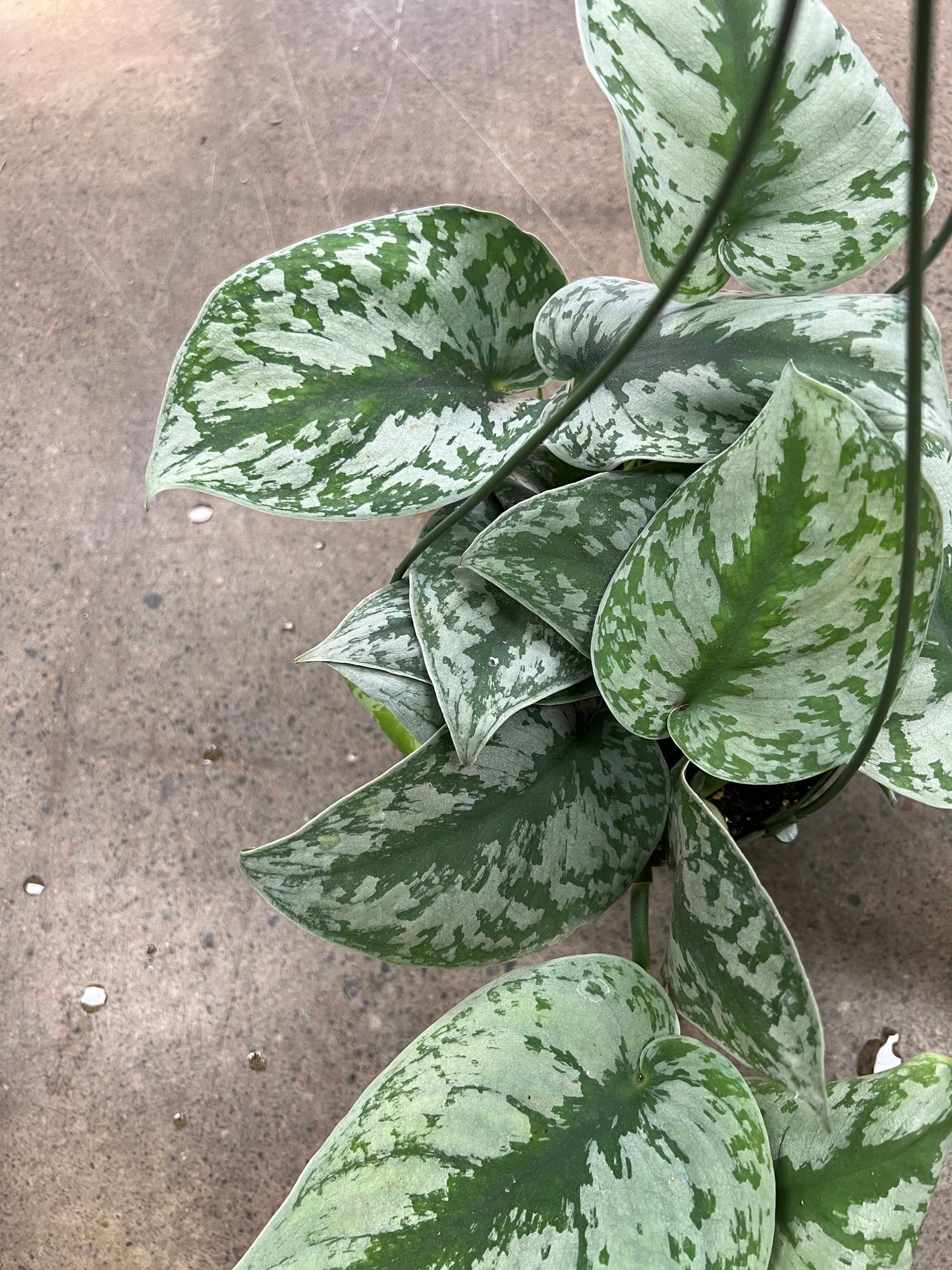 Scindapsus Exotica