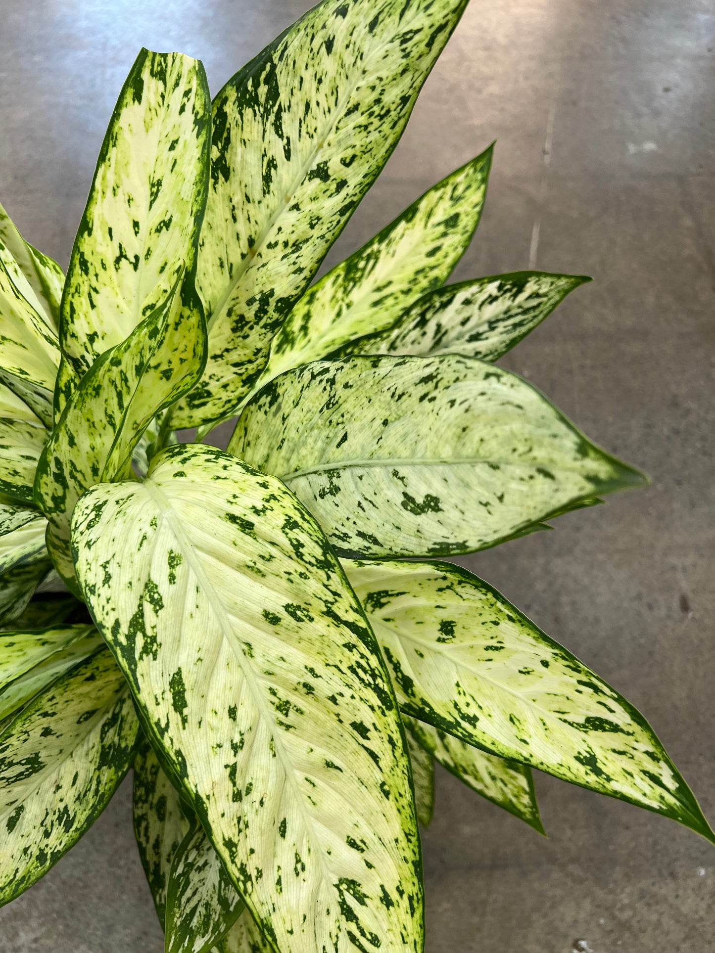 Diffenbachia Star Bright