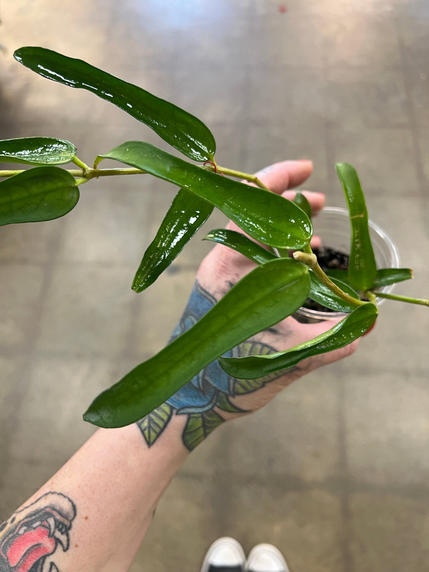 Hoya Pandurata Vietnam