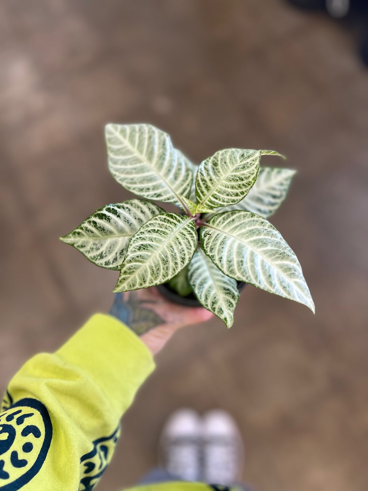 Aphelandra Snowflake