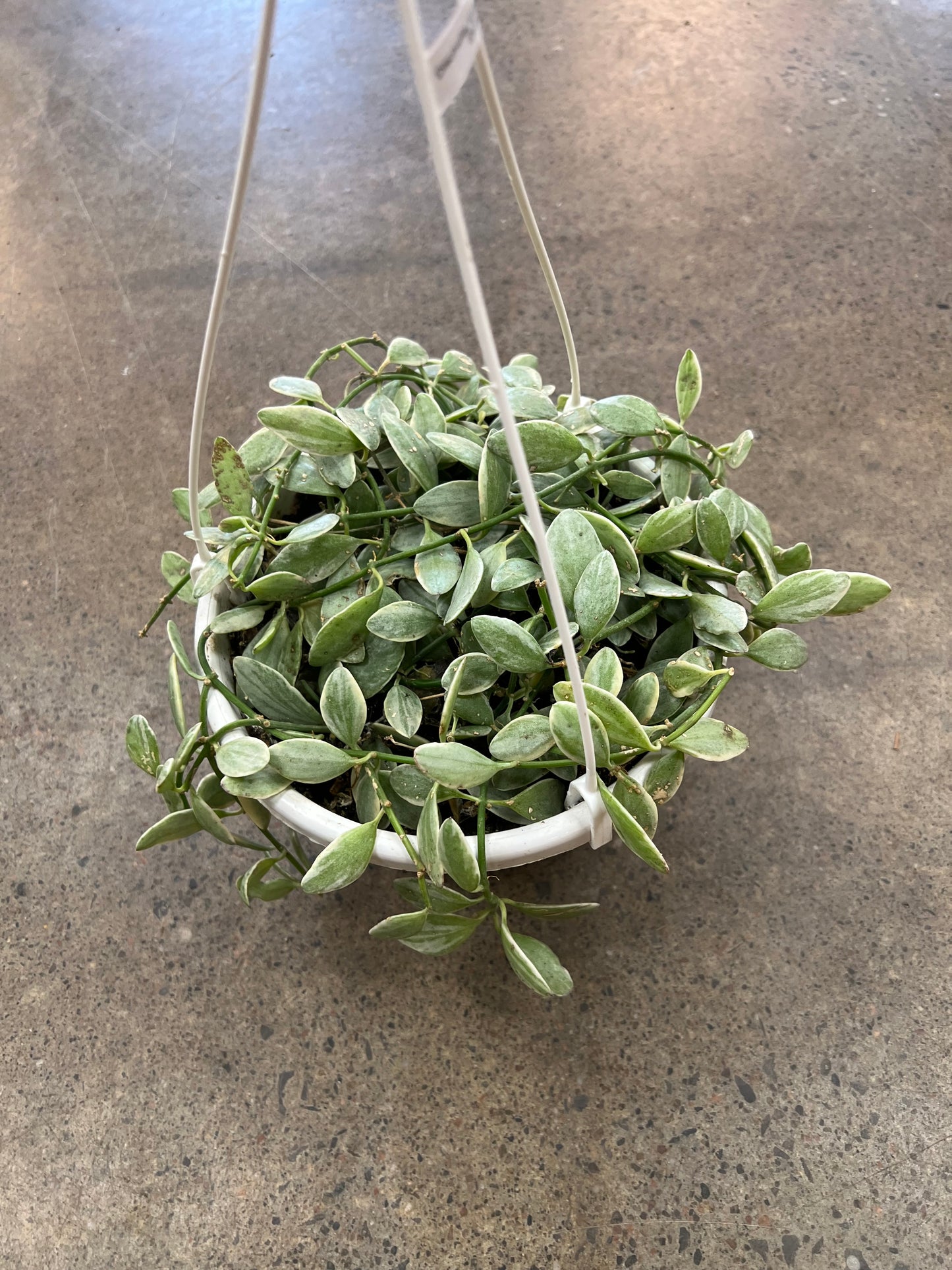 Dischidia White Diamond