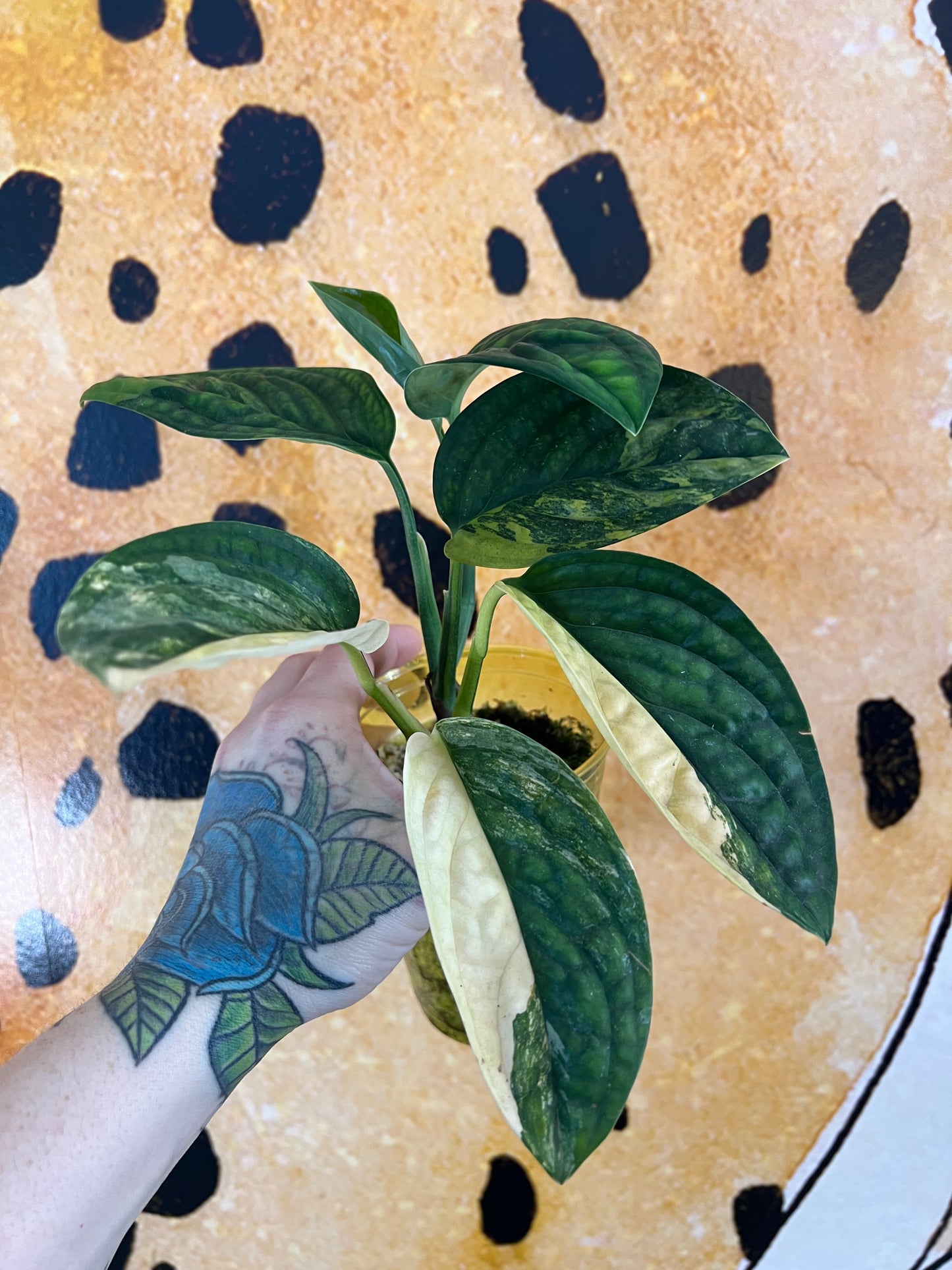 Monstera Peru Variegated